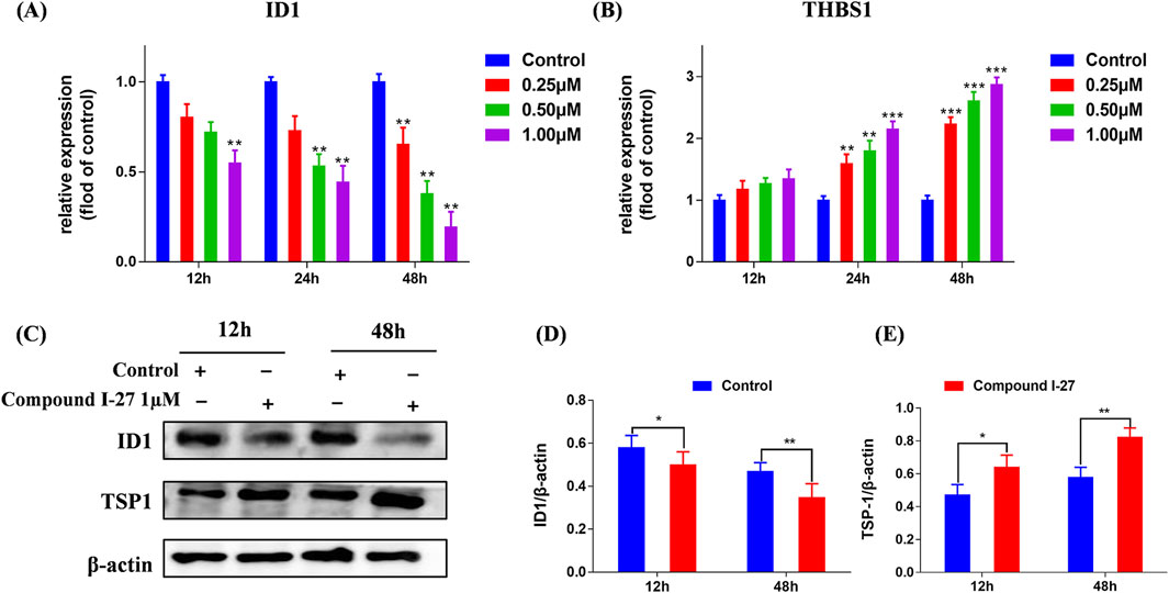 Graphs and images illustrate the effects of different concentrations of a compound on ID1 and THBS1 expression over time. (A) Bar graph showing relative expression of ID1 at 12, 24, and 48 hours with varying concentrations. (B) Bar graph showing relative expression of THBS1 at the same time points and concentrations. (C) Western blot images for ID1, TSP1, and β-actin at 12 and 48 hours with compound treatment. (D) and (E) Bar graphs depicting the ratio of ID1/β-actin and TSP1/β-actin for control and compound I-27. Statistical significance is indicated by asterisks.