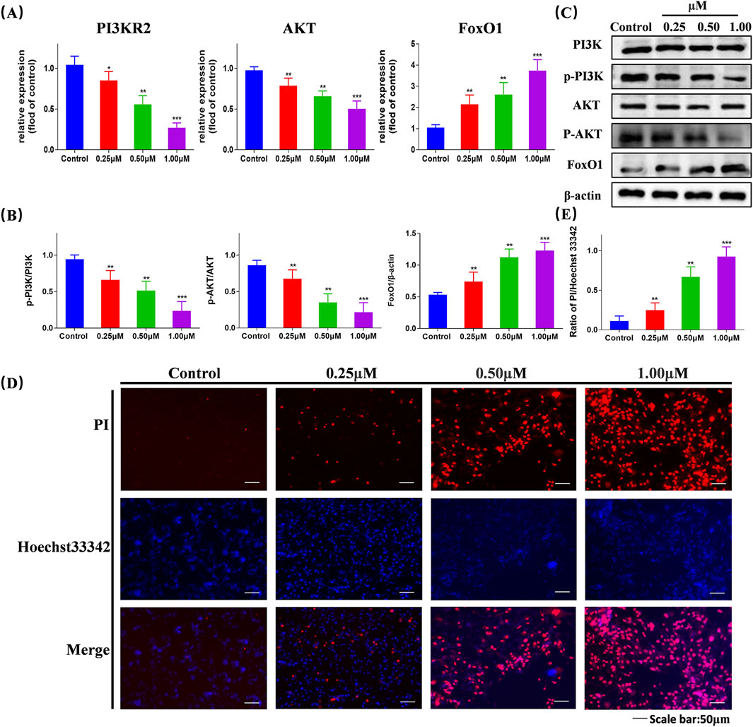 Graphs, blots, and microscopy images analyze protein expression and cell viability across control and varying concentrations (0.25 to 1.00 μM). (A) Bar graphs show relative expression of PI3KR2, AKT, FoxO1. (B) Ratios of phosphorylated to total proteins and FoxO1 to β-actin. (C) Western blots for PI3K, p-PI3K, AKT, P-AKT, FoxO1. β-actin used as control. (D) Microscopy images display PI, Hoechst 33342 staining at different concentrations. (E) Bar graph illustrates PI/Hoechst 33342 staining ratios. Scale bar equals 50 μm.