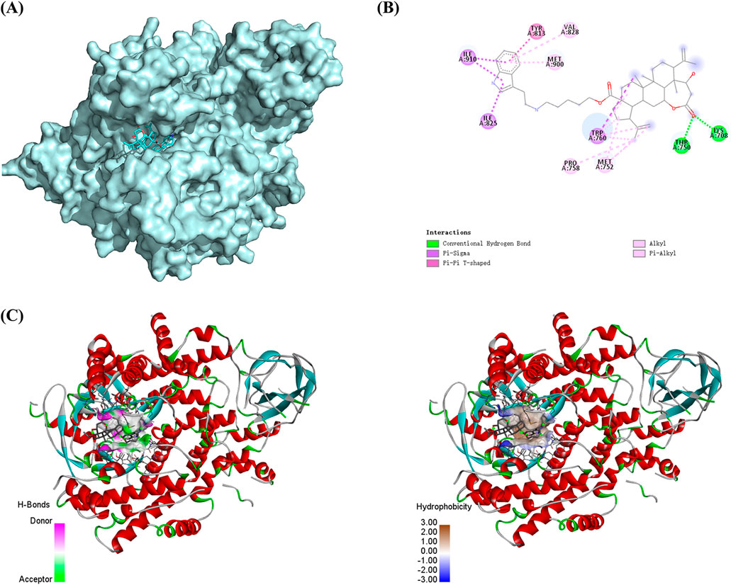 Three-panel image showing molecular and protein interactions: (A) Surface representation of a protein with a highlighted binding pocket in blue. (B) Molecular interaction diagram with various bonds and alkyl groups indicated by colors, with a legend for interaction types. (C) Two structural models of the protein; left shows hydrogen bonds with color-coded donor and acceptor regions, right shows hydrophobicity with a color gradient scale.