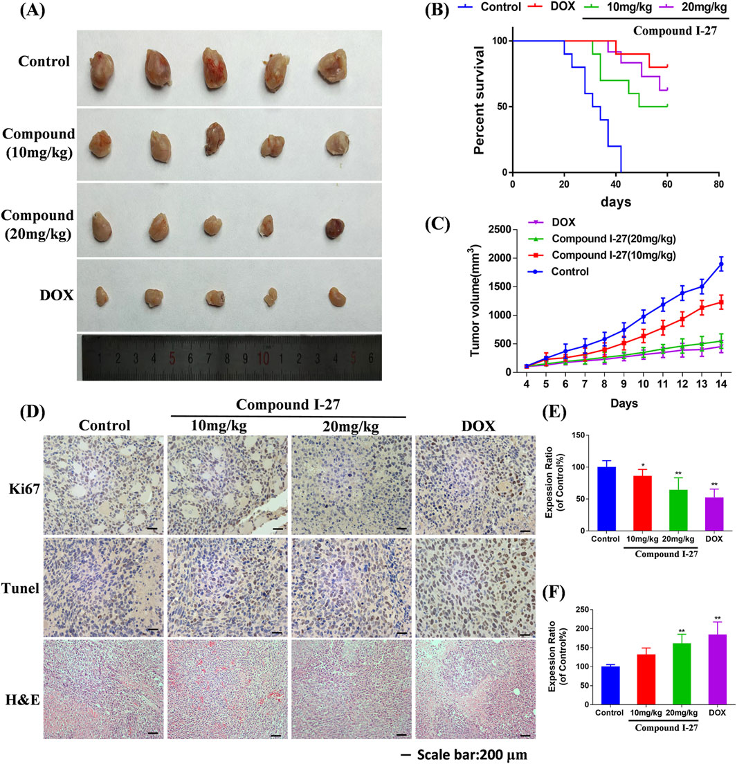 (A) Displays tumor samples from control, Compound I-27 at 10 mg/kg and 20 mg/kg, and DOX groups. (B) Survival curve comparing different treatments. (C) Line graph showing tumor volume over time for control and treated groups. (D) Histological sections stained for Ki67, Tunel, and H&E across different treatments. (E) Bar graph depicting expression ratios for Ki67. (F) Bar graph illustrating expression ratios for Tunel. Scale bar for histological images: 200 micrometers.