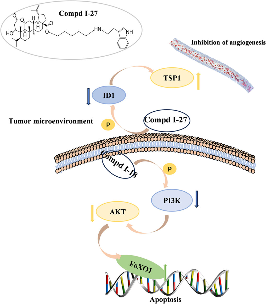 Diagram illustrating the effect of Compound I-27 on tumor microenvironment signaling pathways. Compound I-27 inhibits angiogenesis by affecting pathways involving ID1, TSP1, PI3K, and AKT, leading to increased apoptosis through the activation of FoxO1.