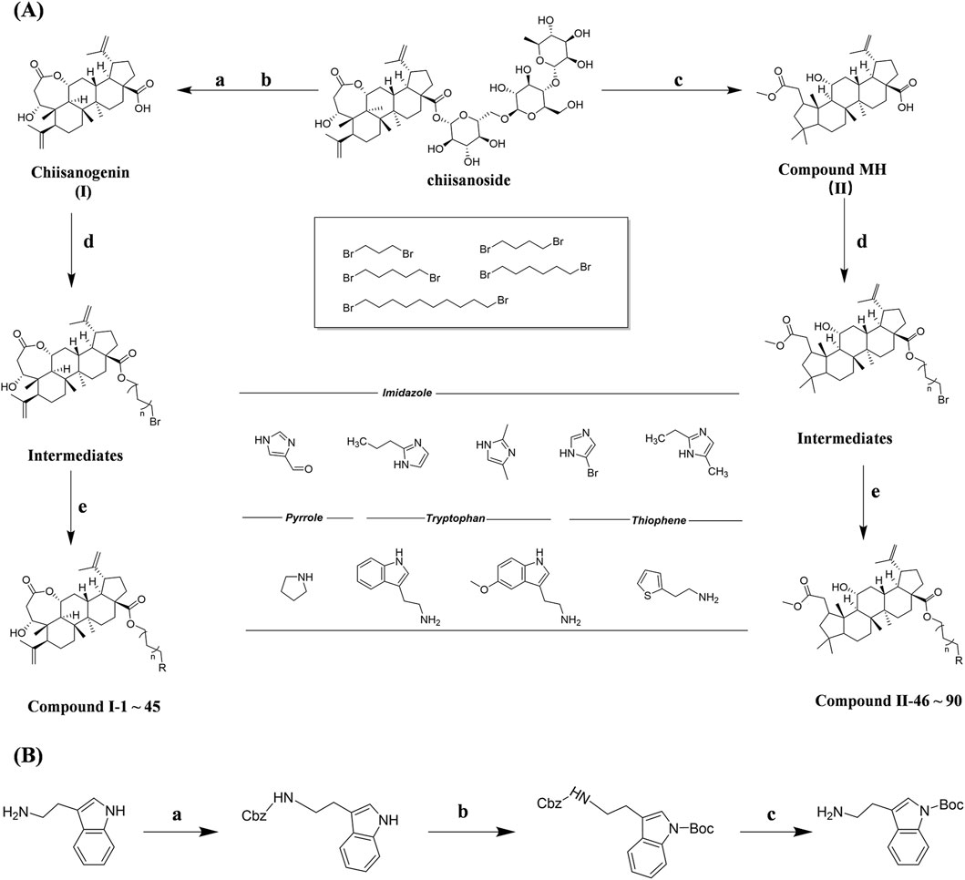 Chemical reaction scheme depicting two synthetic pathways. A. Using chiisanoside as raw material, chiisanogenin was obtained by steps a and b, compound MH was obtained by step c, an intermediate was formed by step d, and heterocyclic molecules such as imidazole, pyrrole, tryptophan and thiophene were linked through step e to obtain the final product. B. Pathway illustrates a reaction from an amine to a Boc-protected product, with steps a to c, showing chemical transformations.