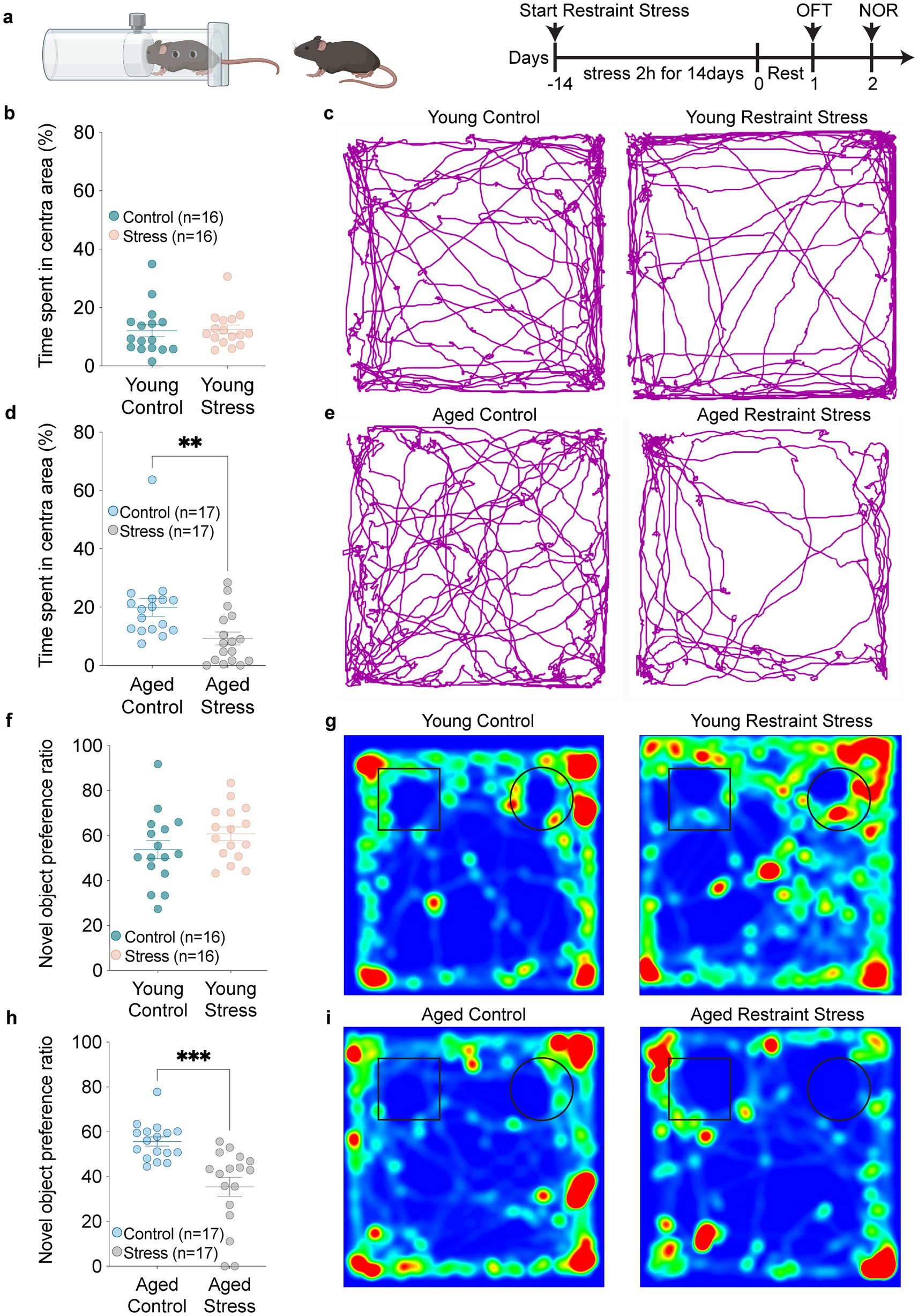 Diagram showing experimental setup with mice under restraint stress, open field test (OFT), and novel object recognition (NOR). Graphs display time spent in center area and discrimination index for young and aged control versus stress groups. Heatmaps illustrate movement patterns. Significant differences are marked with asterisks.