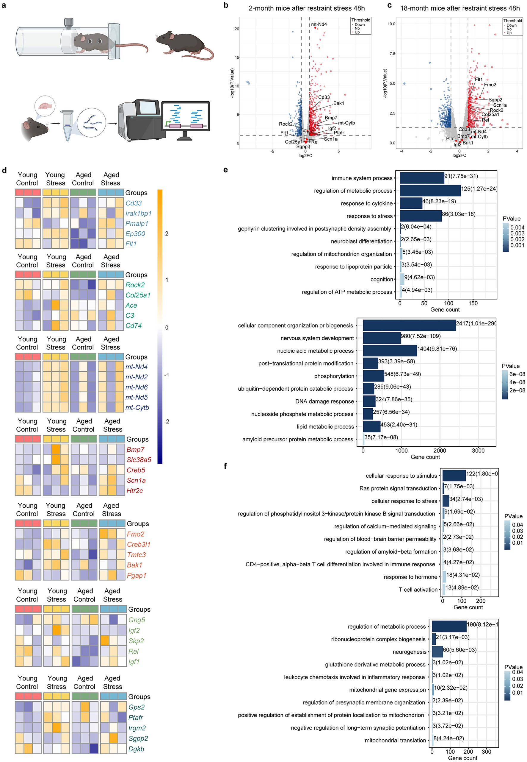 Illustration of stress experiments. Panel (a) shows a mouse in a restraint chamber and the experimental workflow. Panels (b) and (c) display volcano plots for gene expression changes in 2-month and 18-month mice after 48 hours of stress. Panel (d) presents a heatmap comparing gene expression across different groups. Panels (e) and (f) are bar graphs depicting the gene count and statistical significance of various biological processes affected by stress.
