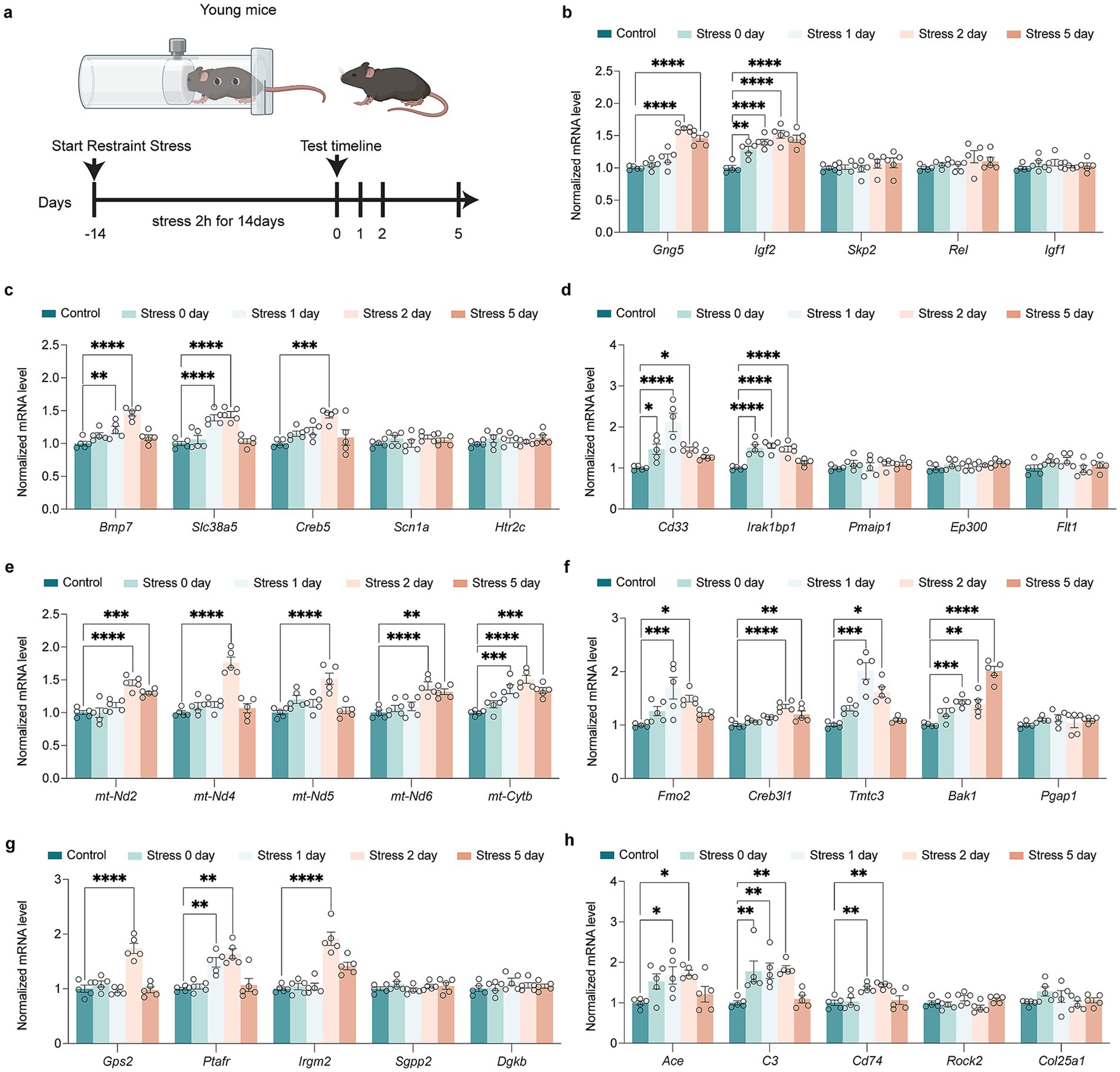 Diagram consisting of eight panels labeled a through h. Panel a illustrates young mice undergoing restraint stress for two hours daily over fourteen days, with a test timeline marking days zero through five. Panels b to h display bar graphs showing normalized mRNA levels for various genes under control and stress conditions over different time points. Significant differences are marked with asterisks. Each panel compares the gene expression levels under five categories: control, stress day zero, stress day one, stress day two, and stress day five.