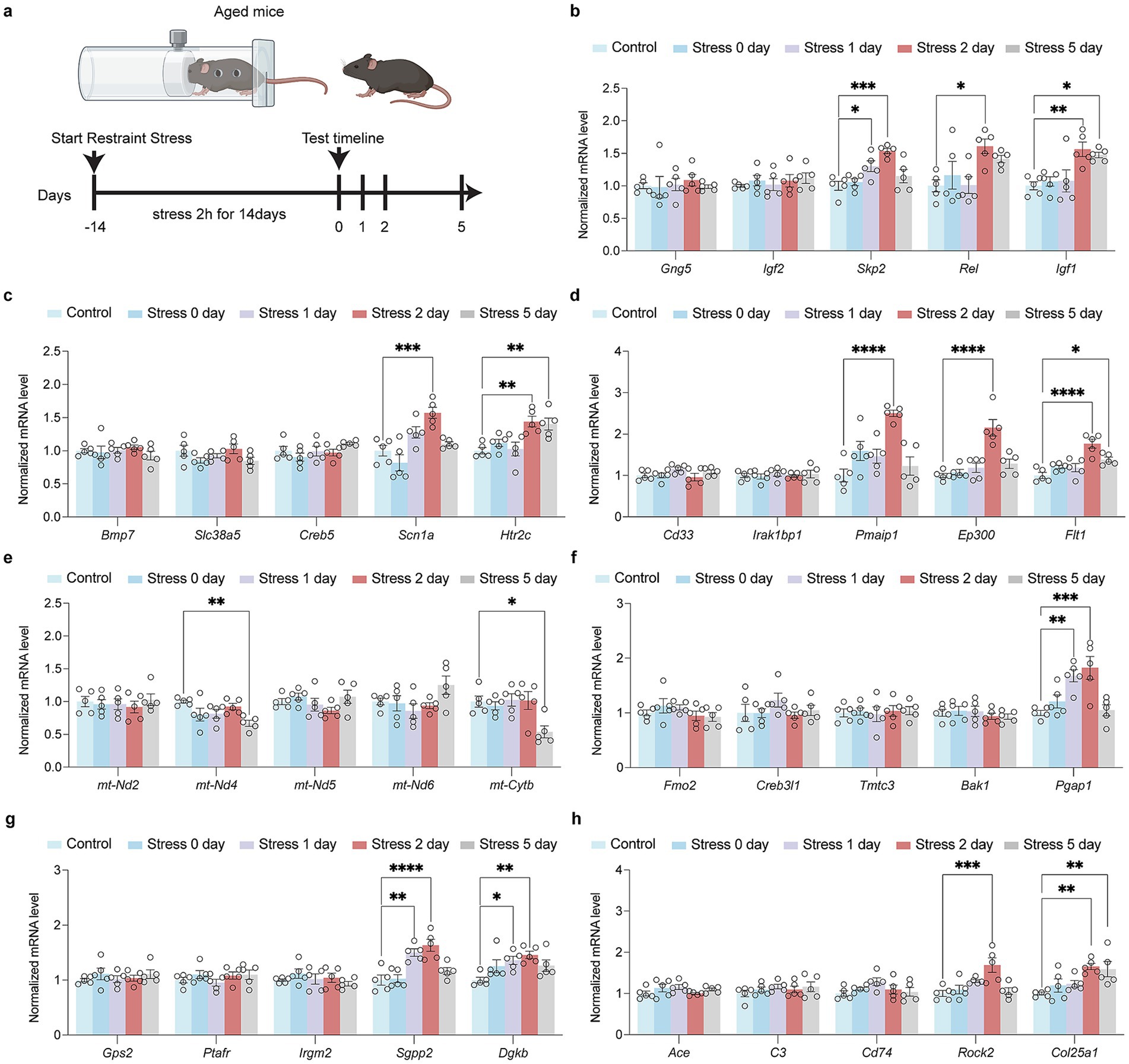 Diagram showing an experimental setup with aged mice undergoing restraint stress for 2 hours daily over 14 days. Graphs (b to h) display normalized mRNA levels in various genes under control and stress conditions. Each graph shows data collected at different time points: day zero, day one, day two, and day five. Significant differences are marked with asterisks, indicating varying expression levels of genes such as Gng5, Igf2, Skp2, Rel, Igf1, Bmp7, Creb5, Scn1a, Htr2c, Cd33, Irak1bp1, Fmo2, Creb3l1, Gps2, Pf4r, Irgm2, Sgpp2, Dgkb, Ace, C3, Cd74, Rock2, and Col25a1.