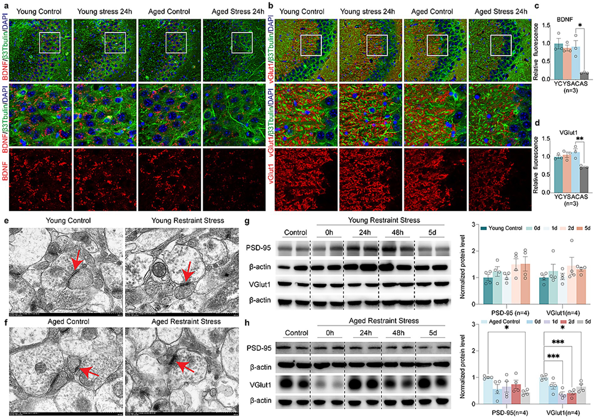 Microscopy images and graphs depict the effects of stress on young and aged control samples. Panels (a) and (b) show BDNF and VGlut1 staining, where fluorescence intensity does not decrease in young stressed mice but decreases in aged stressed mice (indicating reduced red fluorescence). Panels (c) and (d) are bar graphs quantifying fluorescence. Panels (e) and (f) include electron microscopy images of synapses. Panels (g) and (h) display Western blot analyses for PSD-95 and VGlut1, with bar graphs indicating protein levels over time under restraint stress in young and aged subjects. Statistical significance is highlighted in the data.