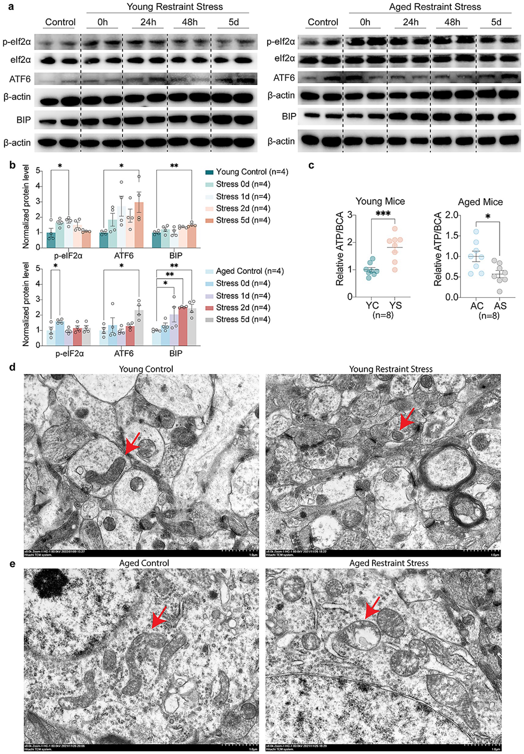 Western blot analysis and graphs assessing protein levels under stress conditions in young and aged mice. Panels (a) and (b) display protein bands and quantified bar graphs for p-eIF2α, eIF2α, ATF6, BIP, and β-actin. Panel (c) presents scatter plots of relative ATP/ADP ratios in young and aged mice under control and stress conditions. Panels (d) and (e) feature electron microscopy images showing mitochondrial morphology in young and aged mice, with red arrows highlighting mitochondria morphological changes observed under stress in young and aged mice.