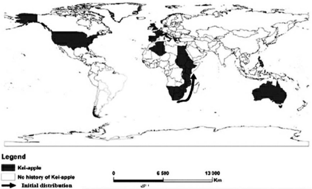World map showing the distribution of Kei apples. Black areas indicate regions with Kei apples, primarily in parts of Africa, North America, South America, and Australia. An arrow highlights the initial distribution. The legend differentiates areas with Kei apples and those without.