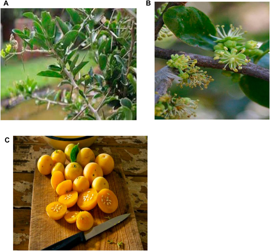 A: Close-up of green branches with leaves, featuring a blurred natural background. B: Detail of small, green clustered flowers and green leaves on a branch. C: Halved and whole round yellow fruits on a wooden cutting board with a knife, displaying seeds and smooth skin.