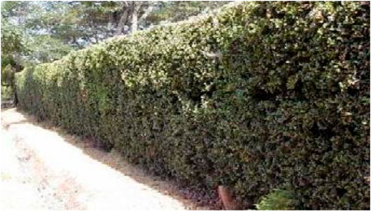 Dense, well-maintained hedge with vibrant green foliage growing in a straight line next to a dirt pathway. Tall trees can be seen in the background.