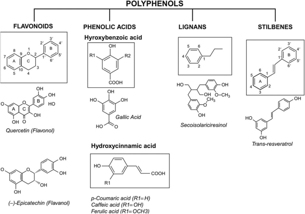 Diagram showing the classification of polyphenols into four groups: flavonoids, phenolic acids, lignans, and stilbenes. Flavonoids include quercetin and epicatechin with labeled rings. Phenolic acids are divided into hydroxybenzoic acids like gallic acid and hydroxycinnamic acids with examples, including coumaric, caffeic, and ferulic acids. Lignans include secoisolariciresinol. Stilbenes feature trans-resveratrol with two aromatic rings. Each category has structural diagrams illustrating their chemical structures.