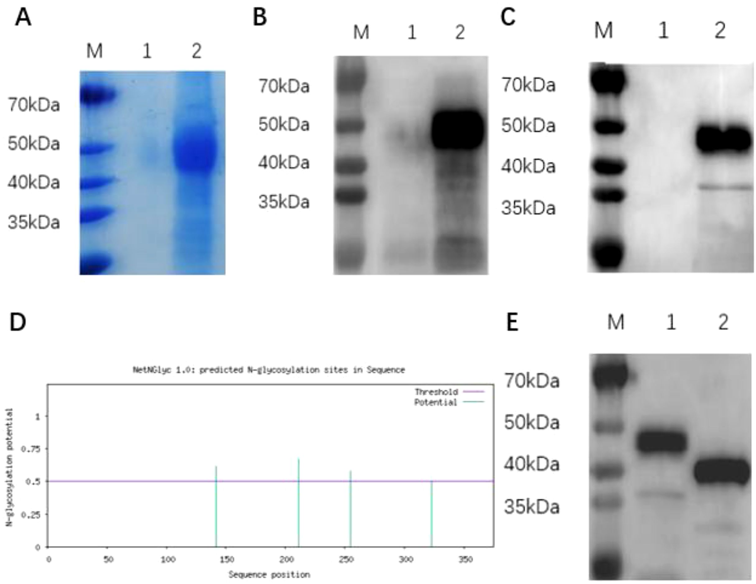 A collage of five labeled panels displaying laboratory results. Panel A shows a blue gel with protein bands marked at 70, 50, 40, and 35 kDa. Panels B, C, and E are Western blots showing protein bands of varying intensity at similar molecular weights. Panel D is a graph from NetNGlyc 1.0, showing predicted N-glycosylation sites along a sequence, with a threshold line and potential peaks marked.