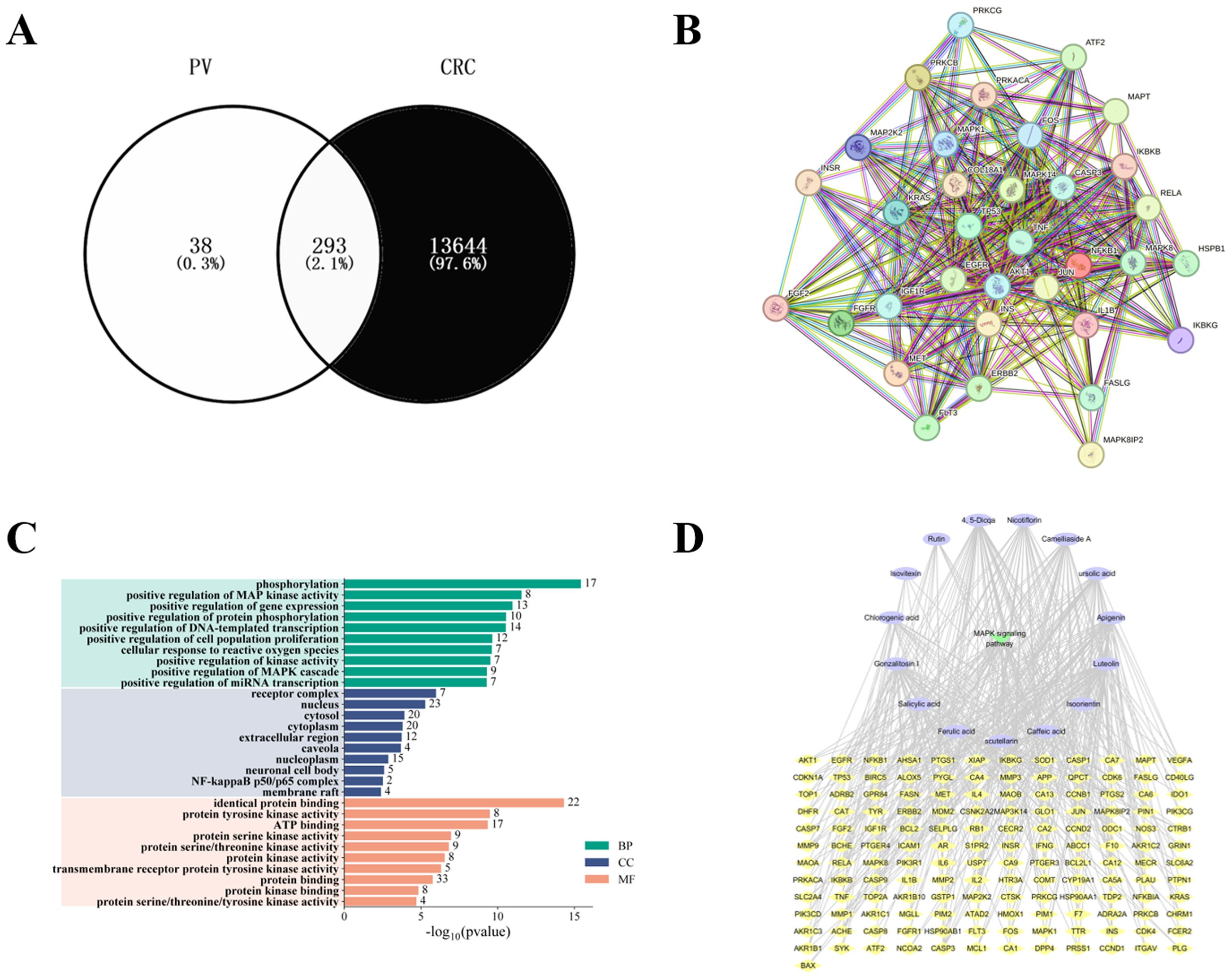 Panel A shows a Venn diagram comparing PV and CRC, with 38 unique to PV, 293 common, and 13,644 unique to CRC. Panel B is a complex protein interaction network diagram with various colored nodes and connecting lines. Panel C presents a bar chart of biological processes, cellular components, and molecular functions, highlighting significant values, with bars shaded in green, blue, and red. Panel D depicts a network diagram with pathways like MAPK signaling connected to various compounds and genes, shown in a bi-layered structure with nodes and edges.