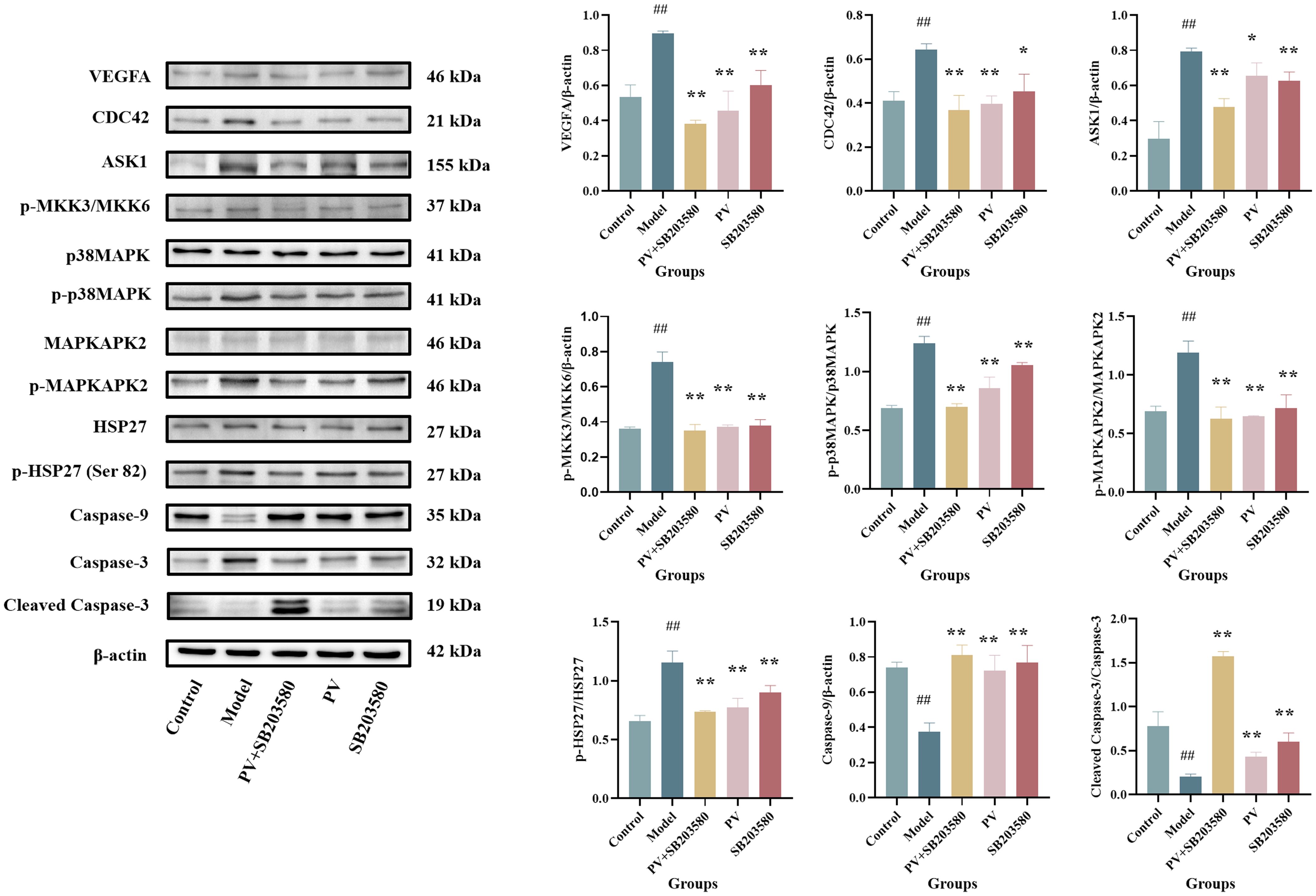 Western blot and bar graphs comparing protein expression levels under different conditions: VEGFA, CDC42, ASK1, p-MKK3/MKK6, p38MAPK, p-p38MAPK, MAPKAPK2, p-MAPKAPK2, HSP27, p-HSP27, Caspase-9, Caspase-3, and Cleaved Caspase-3 relative to β-actin. Conditions include Control, Model, PV+SB203580, PV, and SB203580, with statistical significance indicated by `##` and `**`. Protein sizes range from 19 kDa to 155 kDa.
