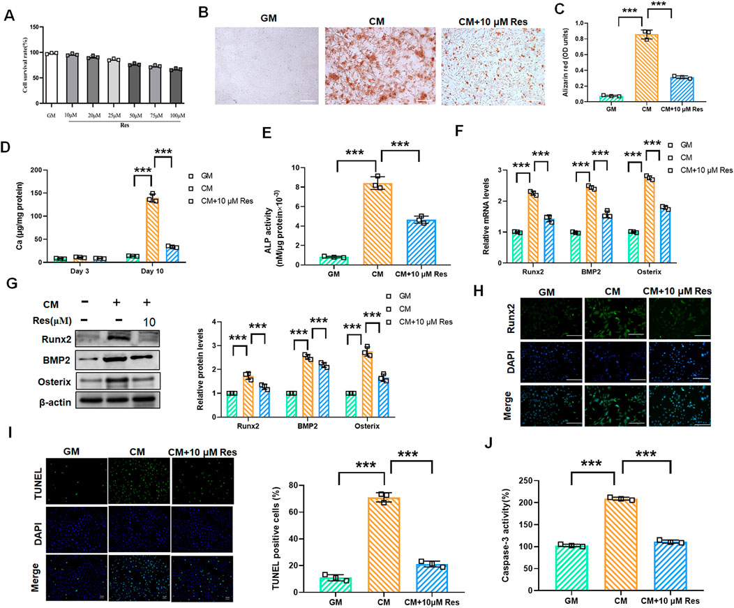 Grouped bar charts, western blots, micrographs, and other graphical data depicting effects of different treatments on cellular markers and activity. In graphs A, C, D, E, F, J show changes in cell number, calcium content, ALP activity, mRNA levels, and caspase-3 activity across GM, CM, and CM with 10 µM Res. Panels B, H, and I depict micrographs showing staining of cells under different conditions for marker analysis, including TUNEL assay. Panel G shows western blot results for Runx2, BMP2, and Osterix proteins. Statistical significance is denoted with asterisks.