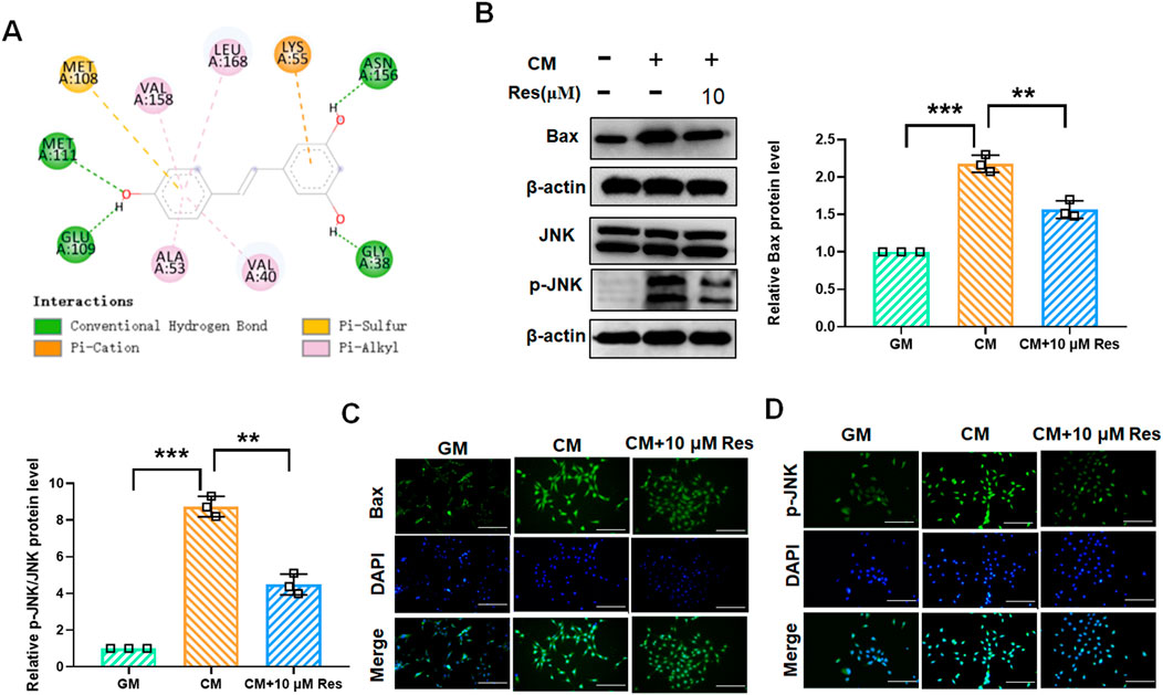 Panel A shows a molecular interaction diagram with color-coded bonds like hydrogen bonds and pi interactions. Panel B presents a Western blot and bar charts indicating relative protein levels of Bax and p-JNK under different conditions, highlighted by statistical significance markers. Panel C displays stained fluorescence microscopy images of Bax in green and nuclei in blue under various treatments. Panel D shows similar images for p-JNK and nuclei.