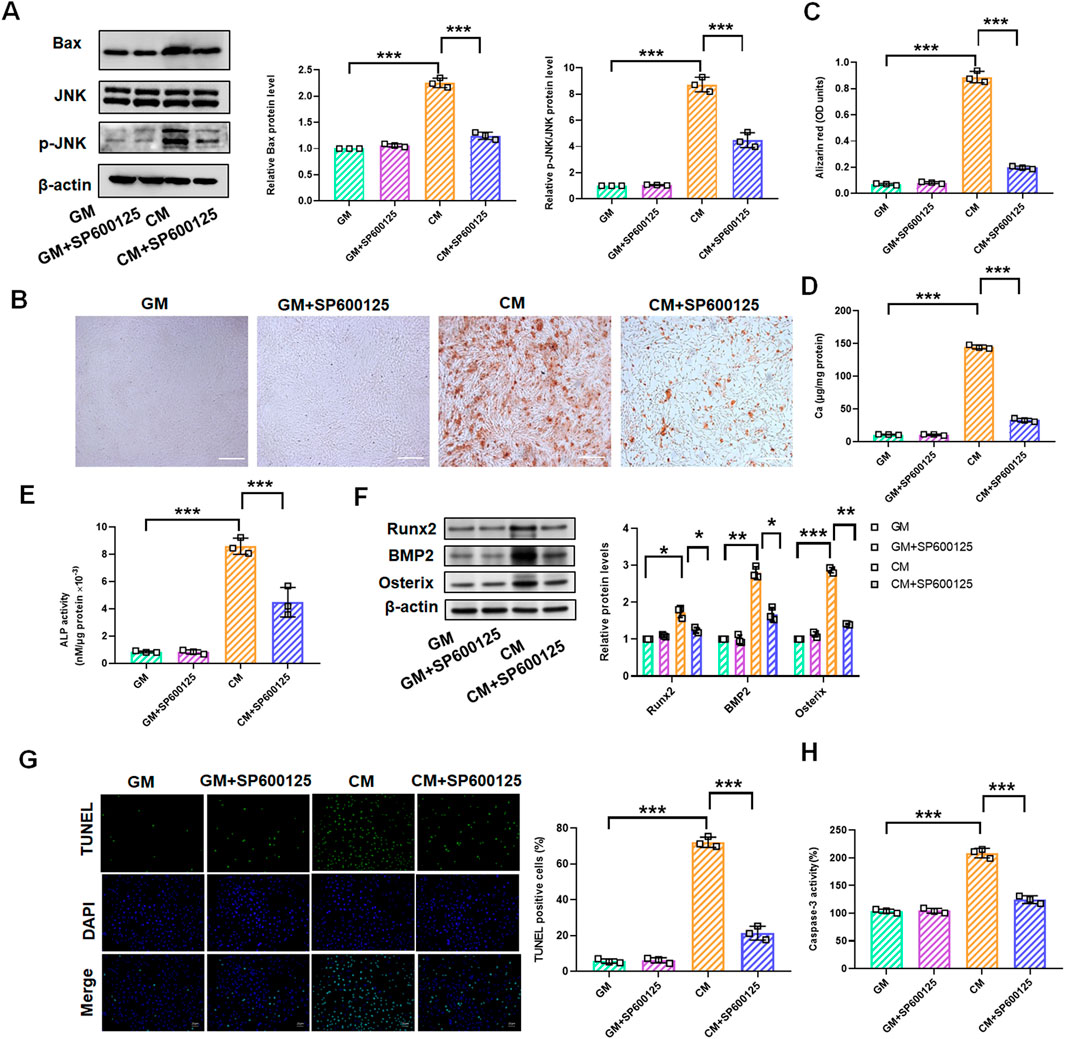 Panel of scientific images and graphs analyzing protein levels and cell activities. A: Western blots and bar graphs show levels of Bax, JNK, and phosphorylated JNK in different treatment groups, emphasizing significant differences with asterisks. B: Microscopy images of four treatment conditions assessing cellular morphology. C and D: Bar graphs depict alkaline phosphatase activity and calcium deposition. E: Bar graph shows ALP activity levels. F: Western blots with corresponding bar graph detail Runx2, BMP2, and Osterix protein levels. G: TUNEL assay images display apoptosis with a graph of TUNEL-positive cells. H: Bar graph illustrates Caspase3 activity levels, with significant differences indicated.