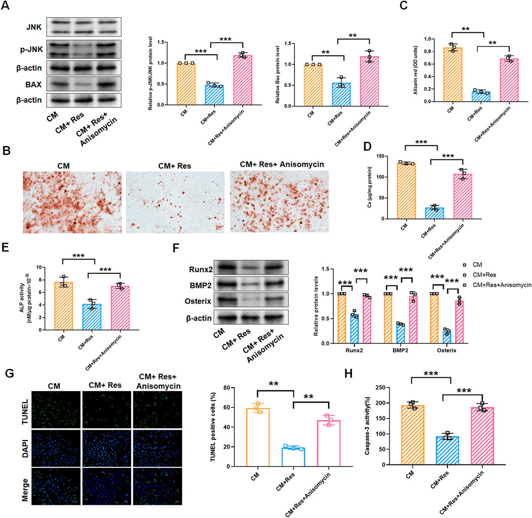 Western blot images and bar graphs show the effects of CM, CM+Res, and CM+Res+Anisomycin treatments on protein levels and cell activities. Panel A depicts JNK, p-JNK, BAX, and β-actin protein levels. Panel B shows stained cell images under different treatments. Panels C to H present quantitative analysis of Alizarin red staining, collagen levels, ALP activity, Runx2, BMP2, Osterix protein levels, TUNEL staining, and Caspase3 activity, with significant differences indicated by asterisks.