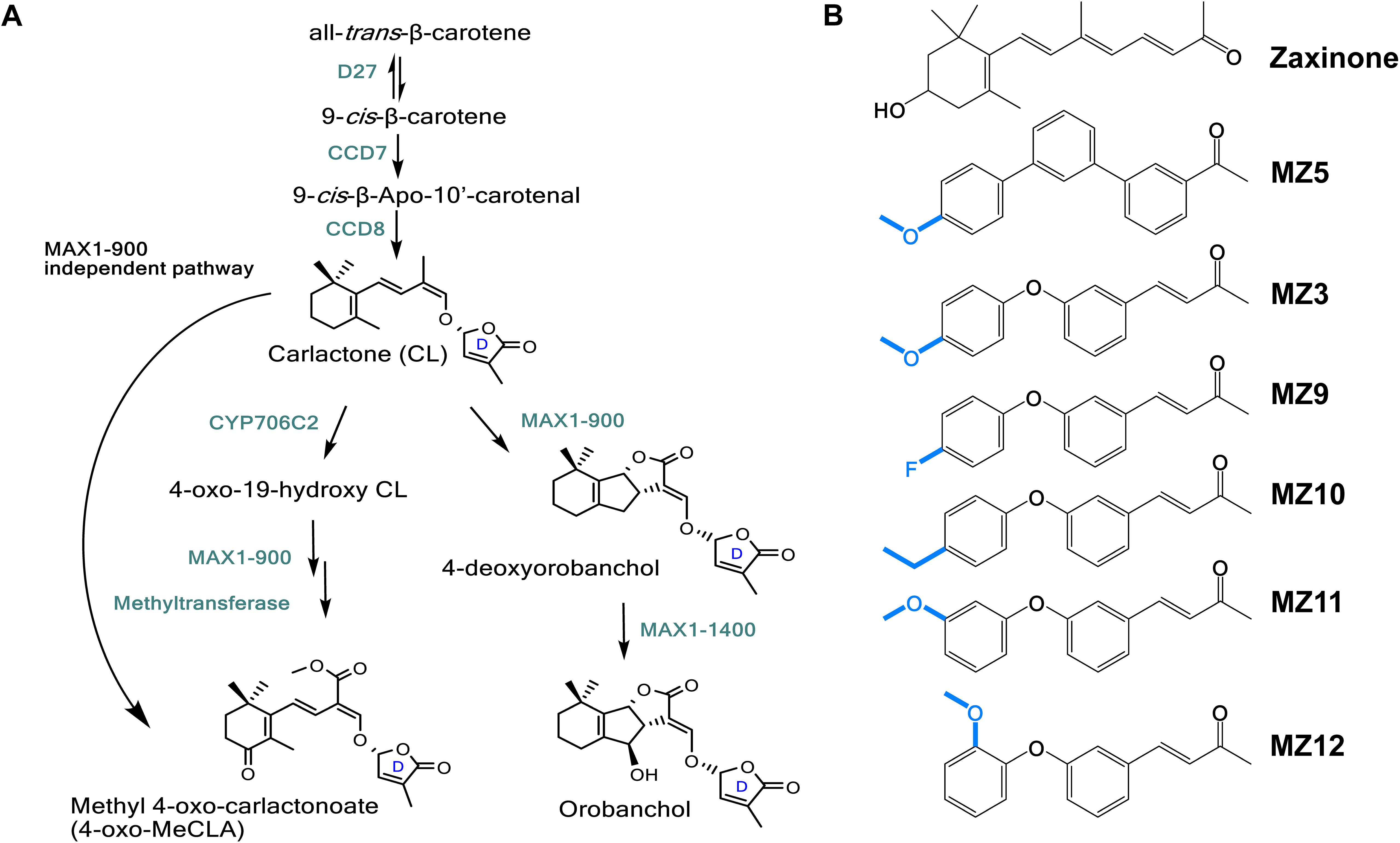 Chemical pathways and structures of carotenoid derivatives are shown in two sections. Part A details the biosynthetic pathway starting from all-trans-β-carotene leading to orobanchol through intermediates and enzymes such as D27, CCD7, CCD8, CYP706C2, and MAX1. Part B displays chemical structures of compounds labeled Zaxinone, MZ5, MZ3, MZ9, MZ10, MZ11, and MZ12, highlighting functional groups in blue.
