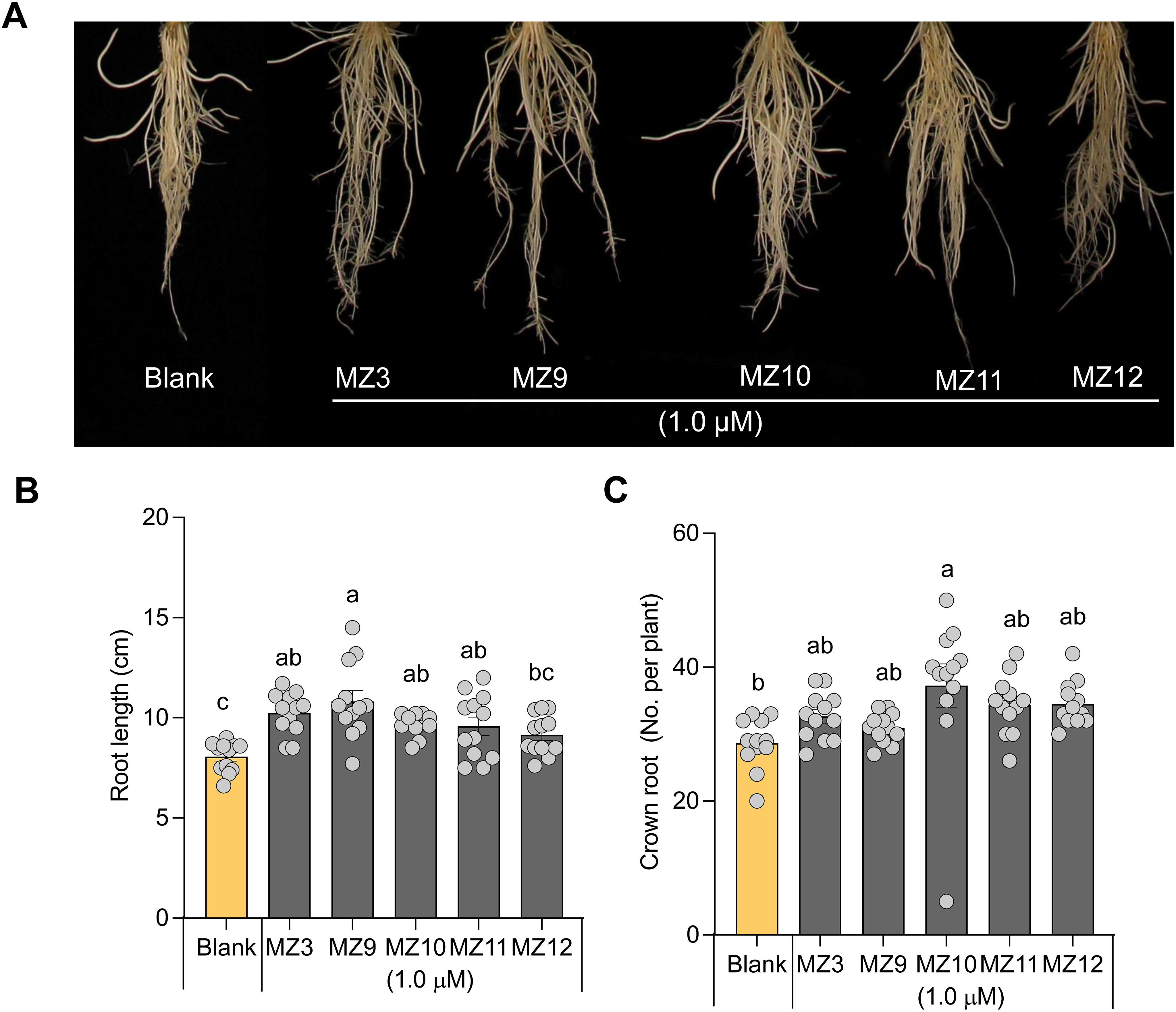 The composite image shows three sections. Section A displays six different plant root systems labeled Blank, MZ3, MZ9, MZ10, MZ11, and MZ12 under 1.0 µM treatment, showing variations in root structure. Section B is a bar graph comparing root lengths (in centimeters) across the same labels, with notable differences marked by letters a, b, and c. Section C is another bar graph showing the number of crown roots per plant, with statistical significance indicated by letters a and b.