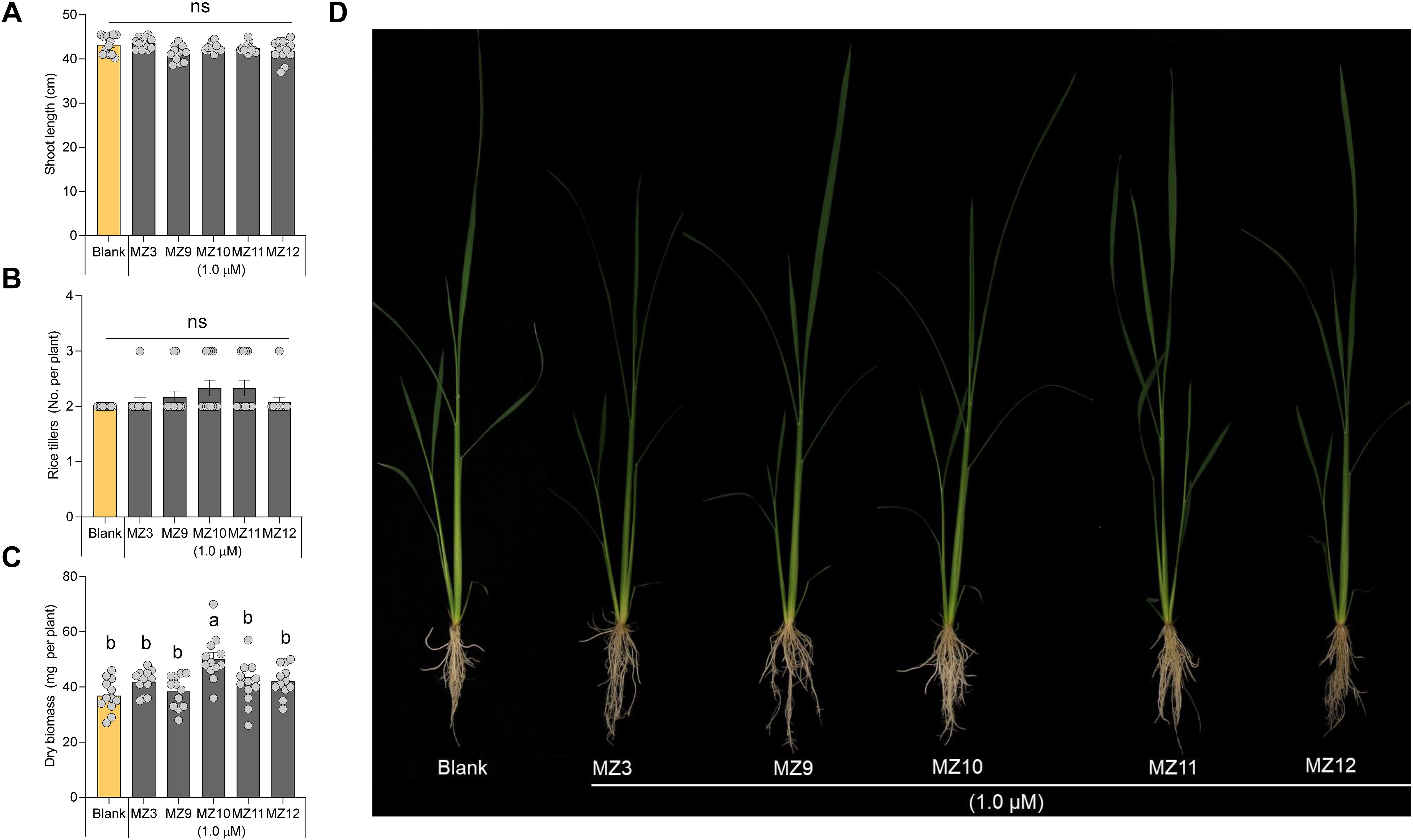 Bar graphs labeled A, B, and C, and an image labeled D, compare effects of treatments (Blank, MZ3, MZ9, MZ10, MZ11, MZ12) on rice plants. A and B show no significant changes in shoot length and rice tillers number. C shows changes in dry biomass. The image D displays rice plants with different root and shoot developments under each treatment.