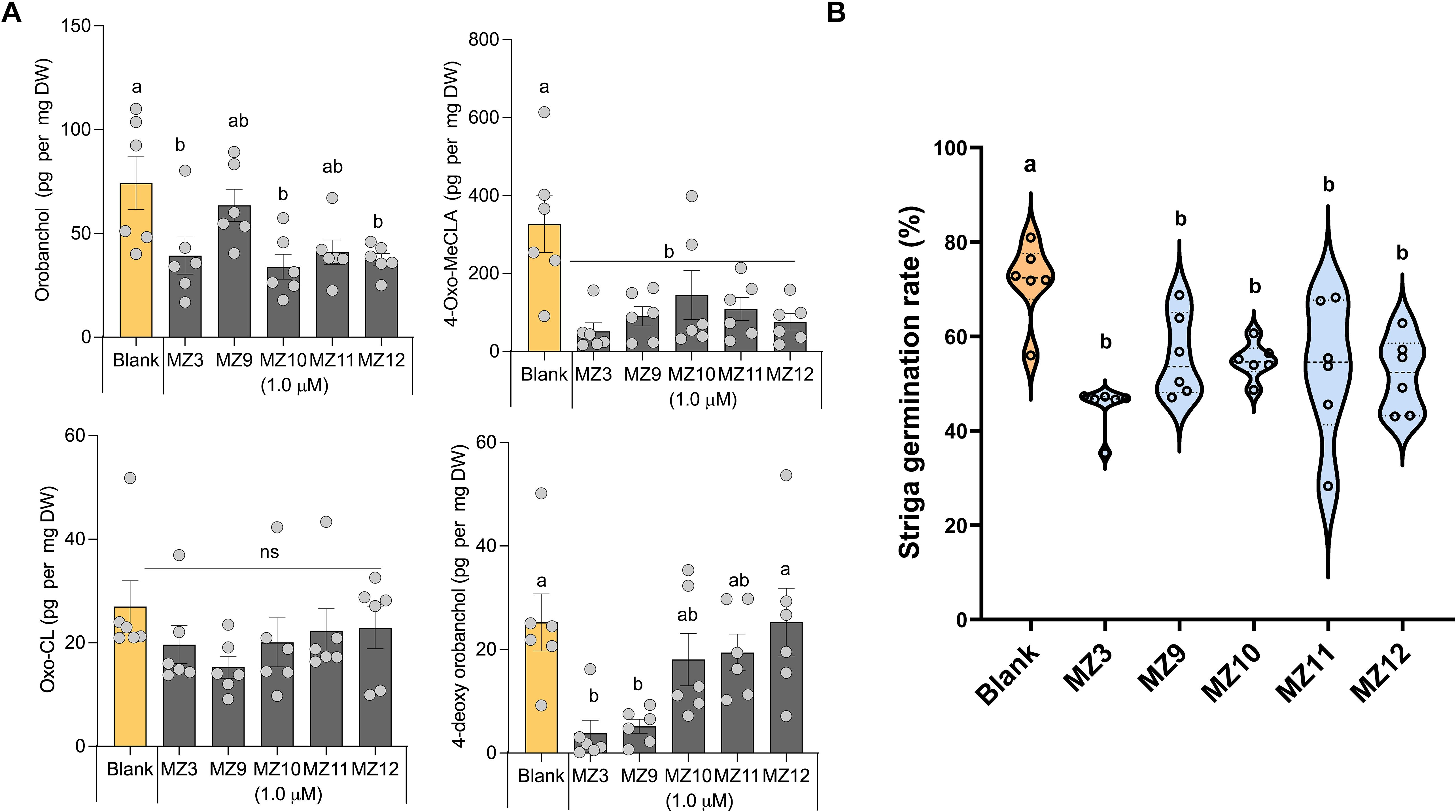 Bar and violin plots compare levels of orobanchol, 4-oxo-MCGLA, oxo-GL, and 4-deoxy orobanchol, and Striga germination rates across various conditions (Blank, MZ3, MZ9, MZ10, MZ11, MZ12). Each plot shows mean values, variability, and statistical significance.
