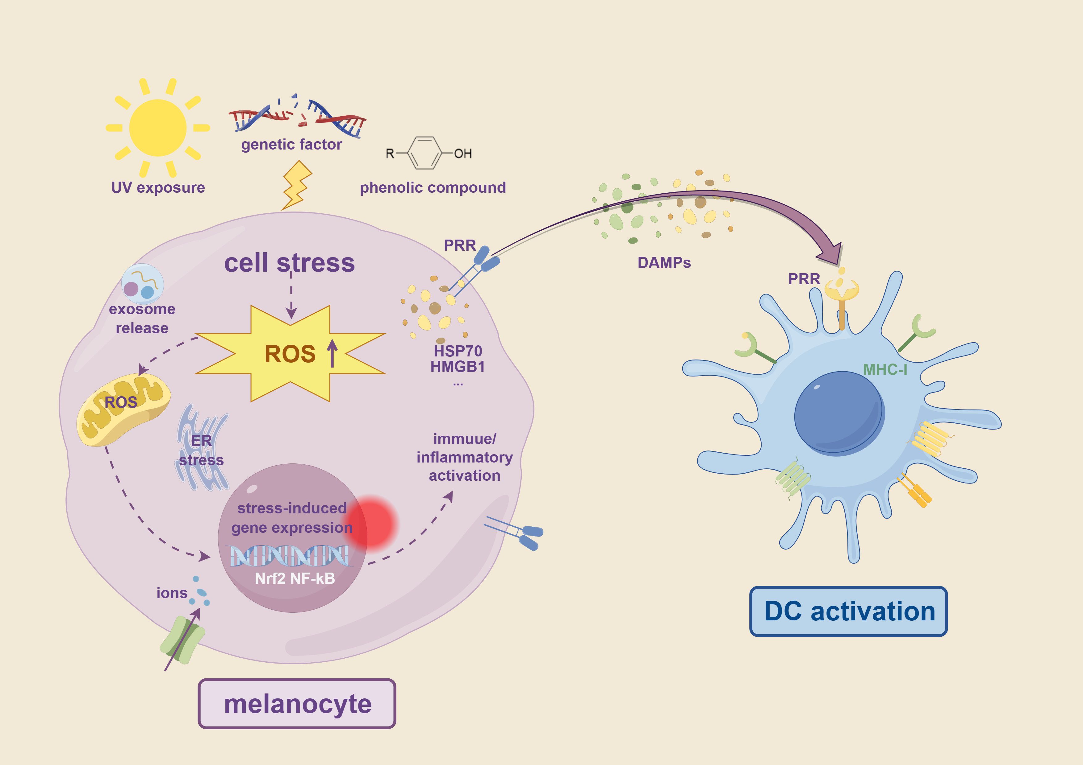 Diagram illustrating the process of cell stress in melanocytes leading to dendritic cell activation. Stressors such as UV exposure, genetic factors, and phenolic compounds increase ROS levels, causing exosome release and stress-induced gene expression. This triggers immune or inflammatory activation via damage-associated molecular patterns (DAMPs) interacting with pattern recognition receptors (PRRs), leading to dendritic cell activation with MHC-I involvement.