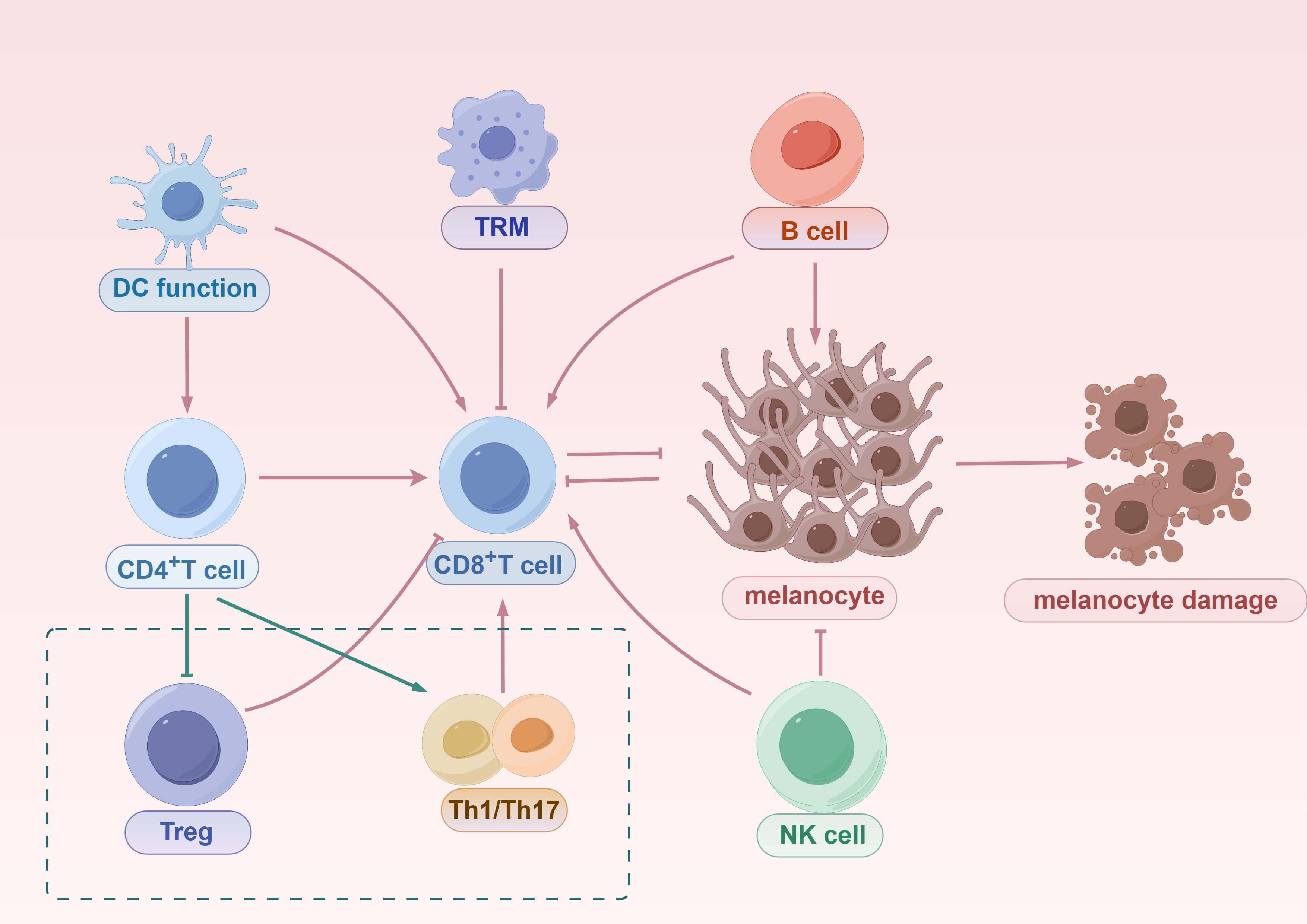 Diagram depicting the interaction between various cell types and melanocyte damage. DC function, TRM, B cells, CD4⁺ T cells, CD8⁺ T cells, NK cells, Treg cells, and Th1/Th17 cells are shown with arrows indicating pathways. Melanocytes are linked to damages, highlighting the immune response involvement in melanocyte damage.