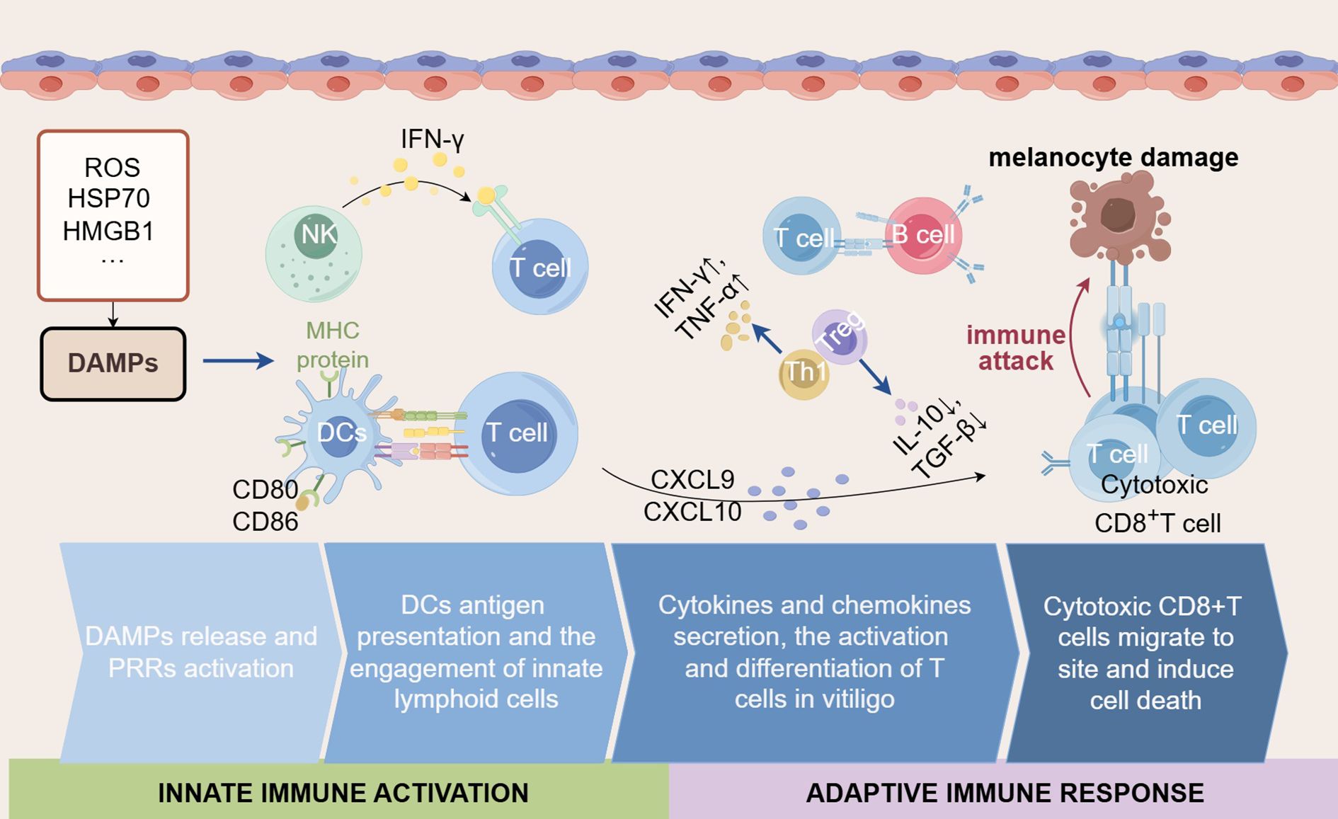 Diagram illustrating the immune response in vitiligo. It shows DAMPs release from ROS, HSP70, and HMGB1, leading to engagement of DCs with T cells via MHC protein, CD80, and CD86. IFN-γ and TNF-α activate T and B cells. Cytokines CXCL9 and CXCL10, along with Th1 and Treg cells, contribute to immune activation. Cytotoxic CD8+ T cells induce melanocyte damage, with sections labeled as innate immune activation and adaptive immune response.
