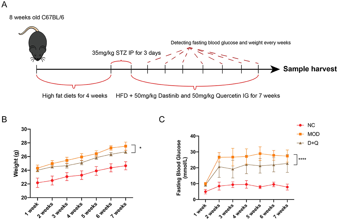 Diagram showing an experiment on C67BL/6 mice. Part A outlines a timeline: mice received a high-fat diet for four weeks, followed by 35 mg/kg STZ IP for three days, and then HFD with 50 mg/kg Dasatinib and Quercetin for seven weeks. Fasting blood glucose and weight were monitored weekly, with samples harvested at the end. Part B graph shows weight increasing over seven weeks for NC, MOD, and D+Q groups, with the D+Q group showing the most significant increase. Part C graph shows fasting blood glucose levels, with MOD having the highest levels and significant differences among groups.