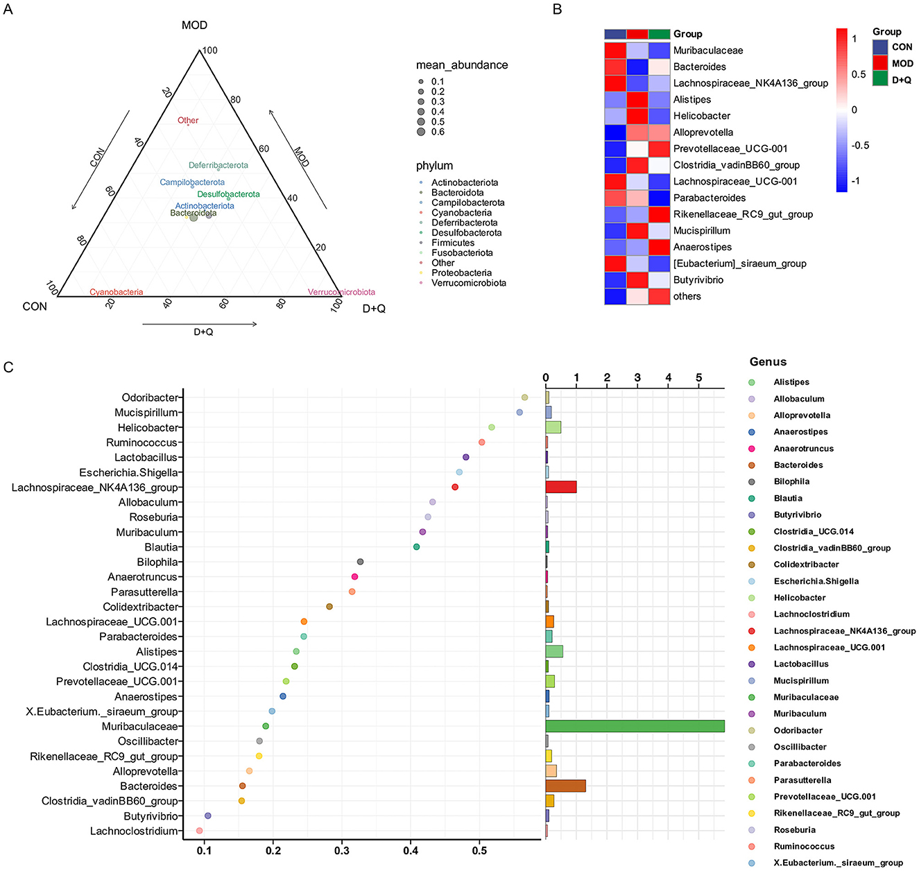 Ternary plot, heatmap, and bar chart illustrating microbial phyla and genera distribution and abundance. Panel A shows a ternary plot with microbial phyla distribution across conditions: CON, MOD, and D+Q. Panel B is a heatmap displaying group-based abundance of various bacterial families, with a red to blue gradient indicating differential abundance. Panel C presents a bar chart with genus-specific data, showing the mean abundance of specific genera, each represented by different colored dots and bars, with genera names listed on the left. Legends clarify the phylum, group, and genus.