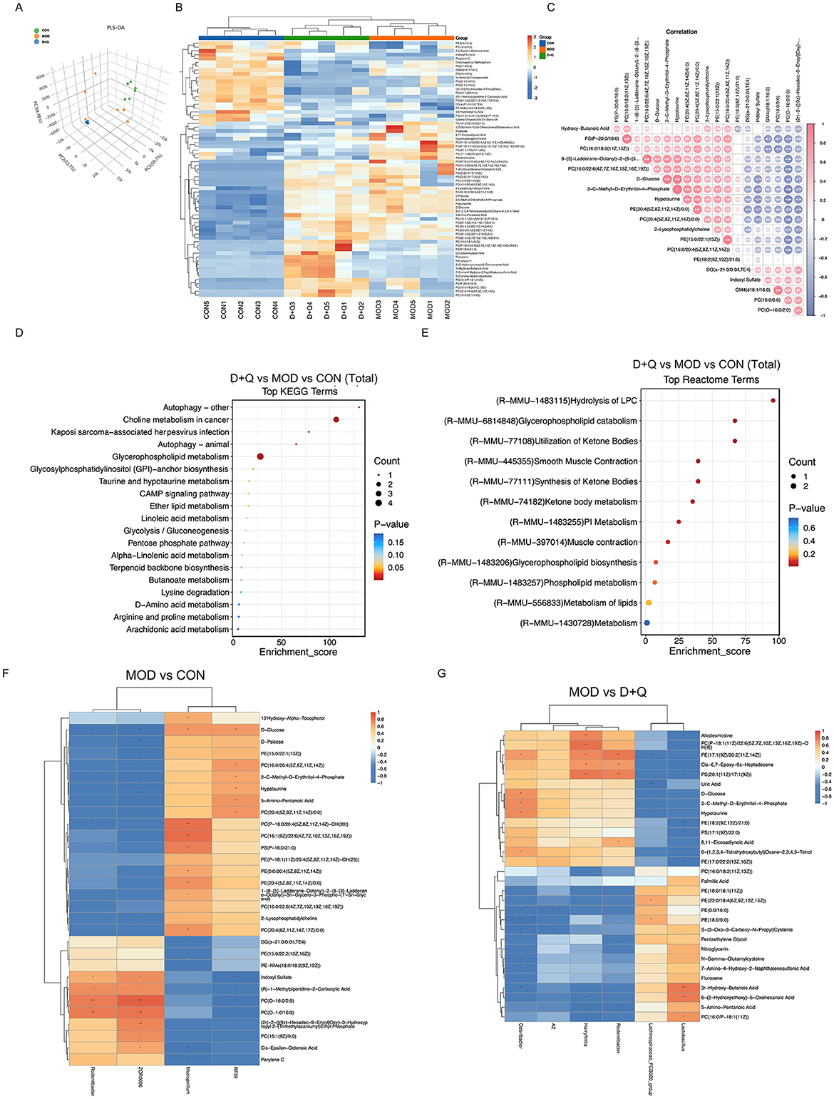 Multi-panel scientific figure showing data analysis in various forms. Panel A is a scatter plot depicting PLS-DA analysis with three clusters of data points for groups CON, MOD, and D+Q. Panel B is a heatmap showing clustered expression patterns of genes across different samples. Panel C displays a correlation matrix in a grid format with blue and red circles, indicating correlation strengths for different variables. Panels D and E are dot plots that highlight top KEGG and Reactome terms with counts and p-values, indicating pathways enriched in comparisons. Panels F and G are heatmaps comparing MOD versus CON and MOD versus D+Q, showing gene expression differences with a color scale.