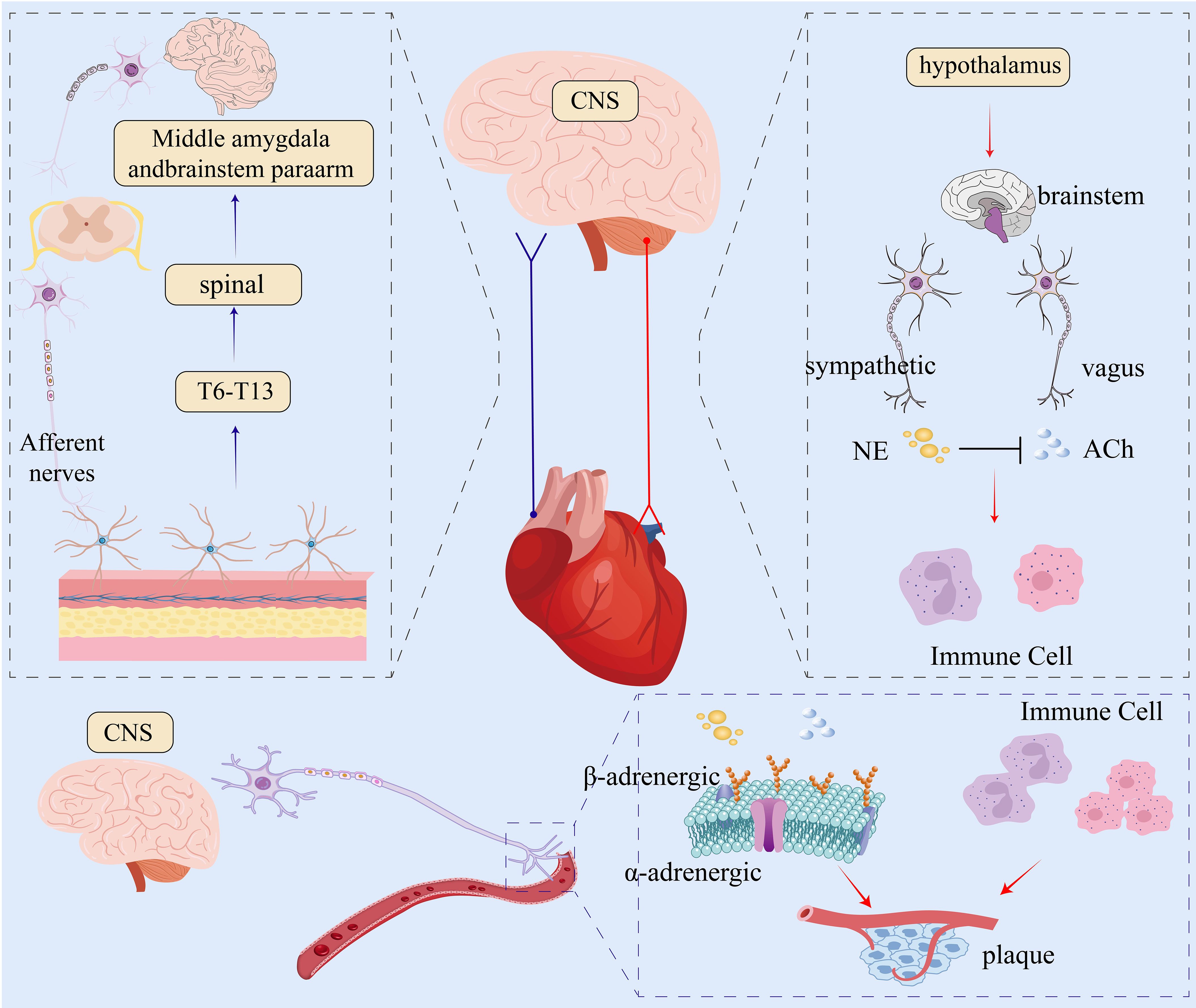 Illustration depicting the relationship between the nervous system and cardiovascular system. It shows the central nervous system (CNS), afferent nerves connecting to brain and spinal areas, and the heart. Sympathetic and vagus nerves are linked to the hypothalamus and brainstem, influencing immune cells via neurotransmitters norepinephrine (NE) and acetylcholine (ACh). Bottom inset illustrates adrenergic receptors affecting plaque in blood vessels, connected back to CNS and heart.