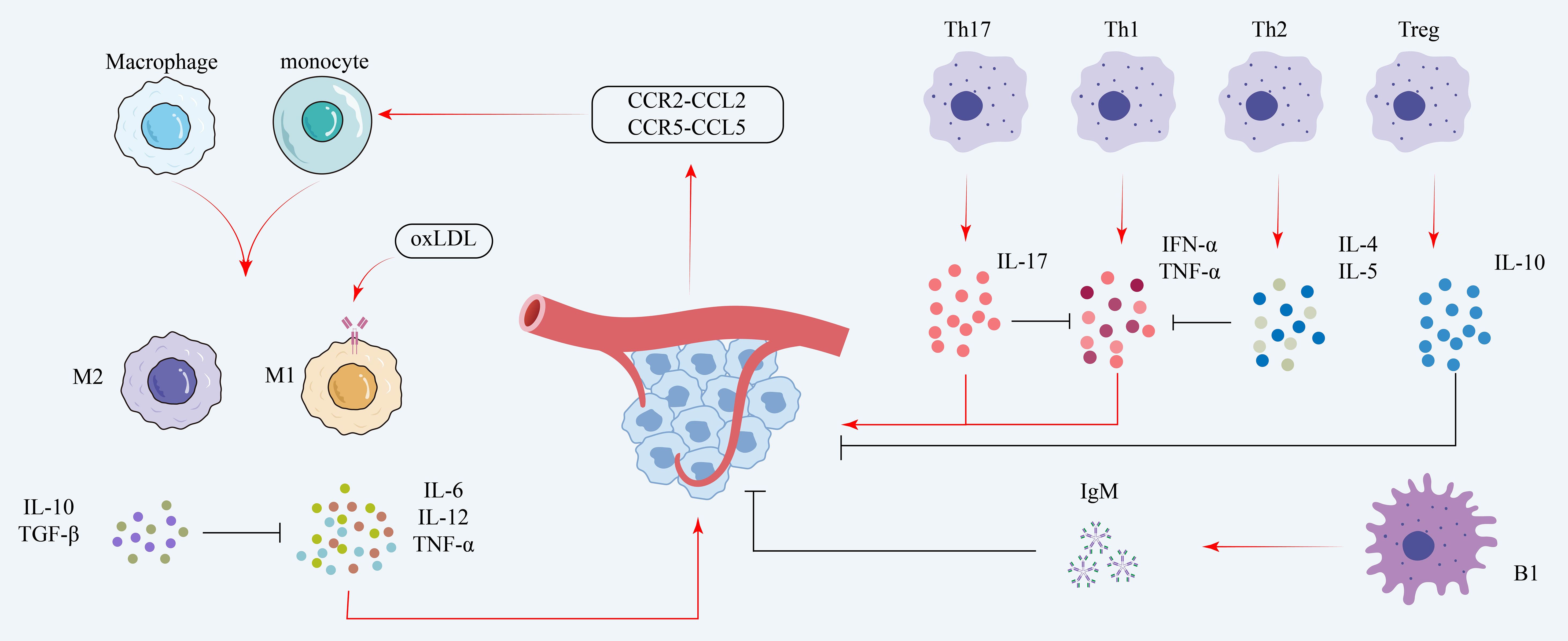 Diagram showing immune cell interactions and signaling pathways. Monocytes become macrophages, differentiating into M1 or M2 types. Chemokines CCR2-CCL2 and CCR5-CCL5 attract monocytes. OxLDL influences M1 activation. T-helper cells (Th17, Th1, Th2, Treg) produce interleukins IL-17, IFN-α, and TNF-α, affecting immune responses. The diagram also shows the involvement of IL-10, IL-6, IL-12, and diverse cytokines, influencing B1 cell activity and antibody IgM production. The illustration details complex immune interactions and cytokine signaling.