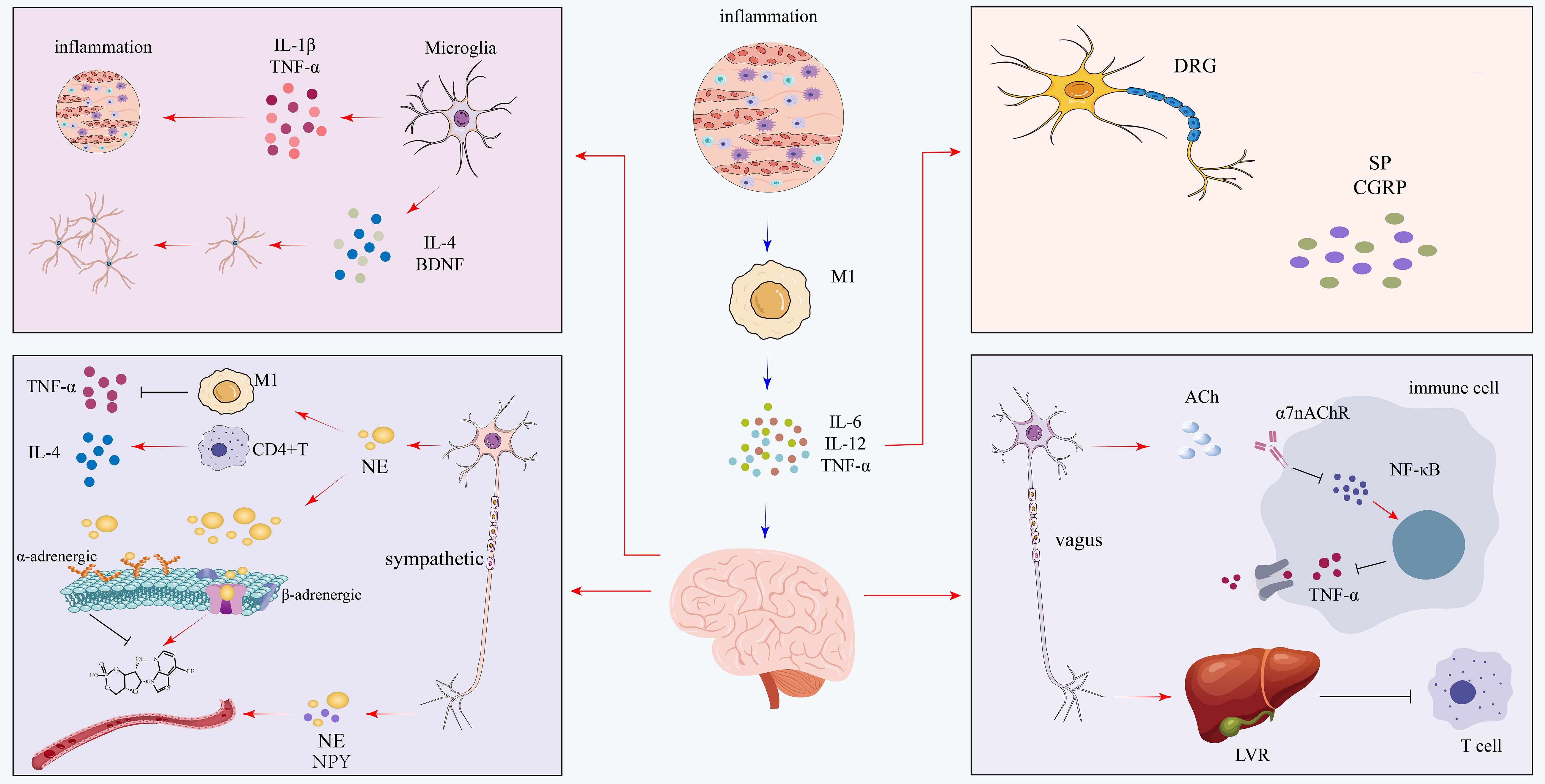 Diagram illustrating the neuro-immune interactions in inflammation. The top left shows microglia interaction with IL-1β, TNF-α, IL-4, and BDNF. The top center focuses on inflammation and M1 macrophage activity releasing IL-6, IL-12, and TNF-α. Top right depicts DRG involvement with SP and CGRP. Bottom left covers sympathetic and adrenergic pathways affecting CD4+ T cells and M1 macrophages. Bottom right illustrates vagus nerve's role with ACh and immune cells, involving NF-κB and TNF-α. Central brain image connects these components, emphasizing interconnected pathways of inflammation.