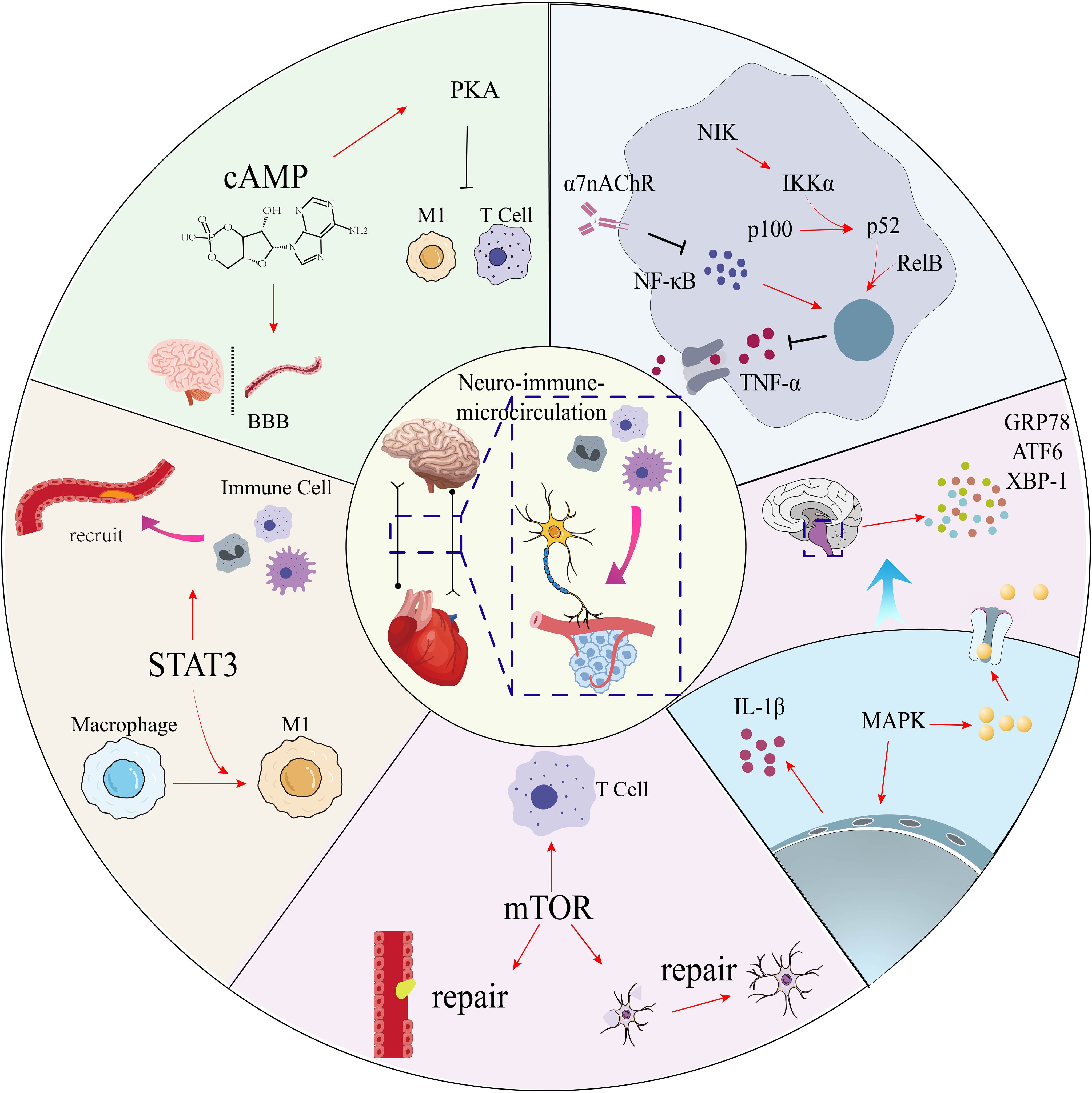 Illustration depicting neuro-immune-microcirculation pathways. The image is divided into sections showing various biochemical processes: cAMP affects PKA, impacting T cells; STAT3 influences macrophage recruitment; Neuro-immune interactions involve multiple cells; MAPK and mTOR pathways detail cellular repair and signaling. Central circle connects neurological, cardiovascular, and immune systems with highlighted pathways for signaling molecules like NF-kB, TNF-alpha, and IL-1β, visualizing their roles within neuro-immune interactions.