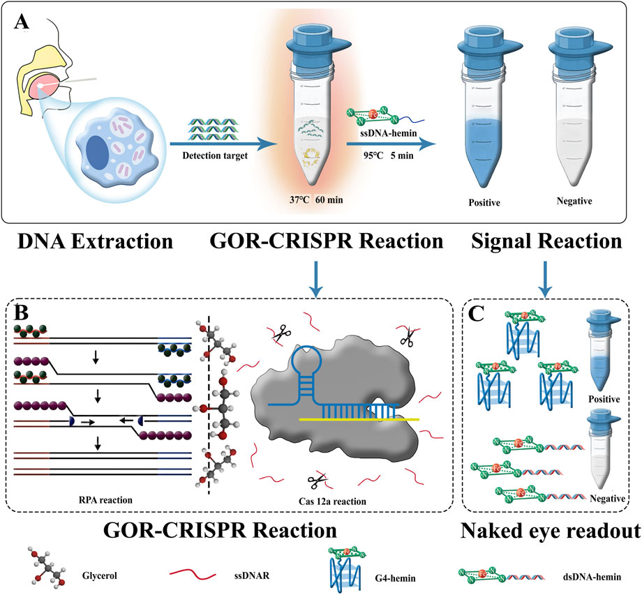 Diagram illustrating a three-step GOR-CRISPR detection process. In step A, DNA is extracted and heated with ssDNA-hemin, showing positive and negative results in tubes. Step B details the GOR-CRISPR reaction, including RPA and Cas 12a reactions. Step C shows the visual readout, with double-stranded DNA-hemin structures indicating results.Icons for glycerol, ssDNA, G4-hemin, and dsDNA-hemin are included.