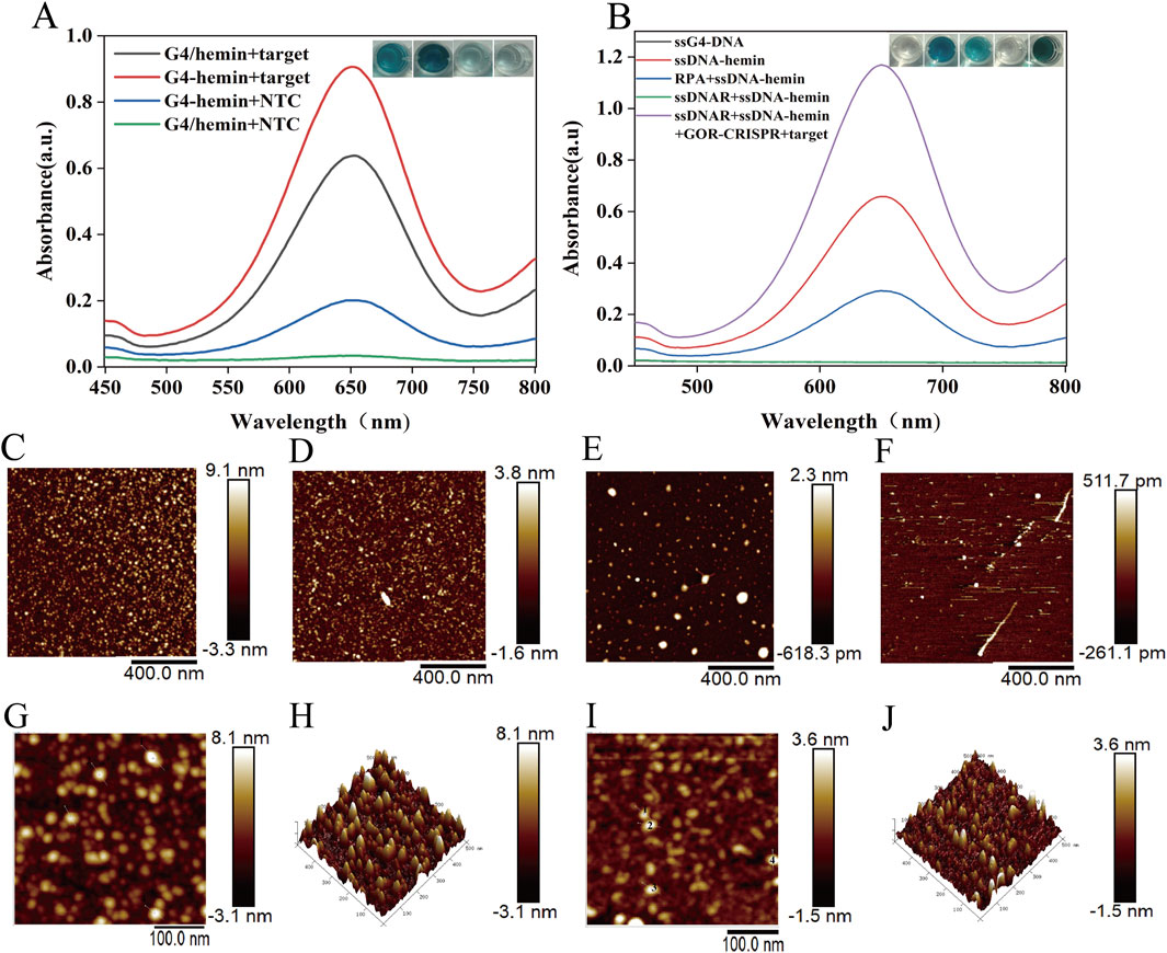 Two graphs labeled A and B show absorbance spectra at different wavelengths for various experimental conditions, with insets of corresponding photos showing color changes. Panels C to F display atomic force microscopy (AFM) images with different height scales of nanoscale features on surfaces. Panels G and I show magnified AFM images with scale bars, and panels H and J present three-dimensional AFM renderings of the surfaces.