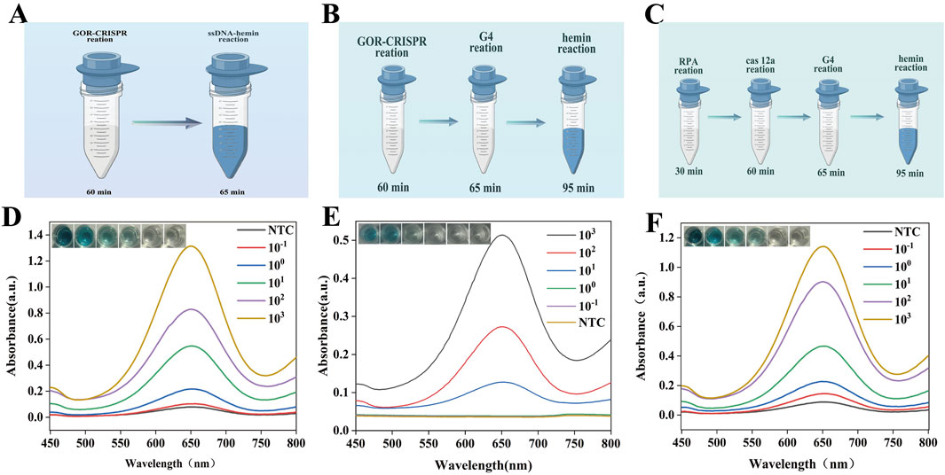 Diagram with three reaction procedures (A, B, and C) featuring labeled tubes at different times. Graphs (D, E, F) depict absorbance vs. wavelength for varying concentrations, with inset photos showing color changes at different dilutions.
