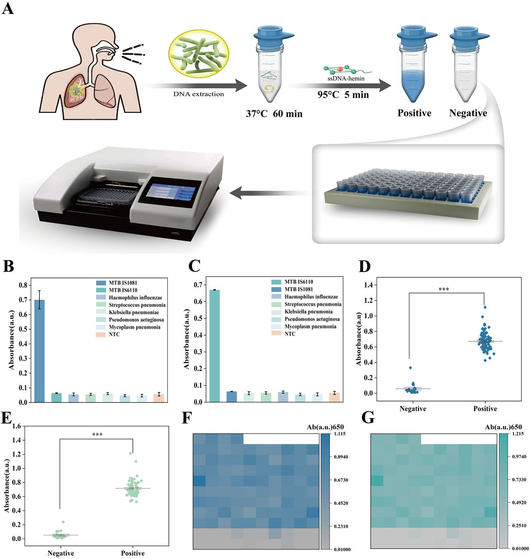Illustration detailing a lab process for analyzing samples, showing steps from DNA extraction to determining positive or negative results. Equipment and samples are depicted. Graphs labeled B through E display absorbance data for various bacterial strains, indicating significant differences between negative and positive results. Heat maps in panels F and G visualize absorbance data at a specific wavelength.