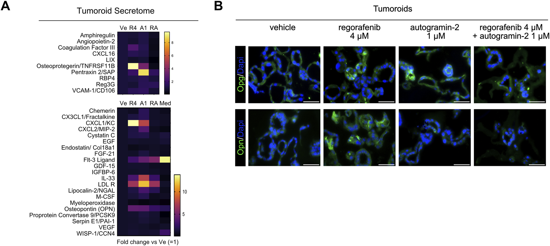 Panel A shows a heatmap titled “Tumoroid Secretome,” displaying various proteins with color-coded expressions, indicating fold changes. Panel B depicts images of tumoroids treated with different substances: vehicle, regorafenib, autogramin-2, and their combination. The images show cell structures stained in blue and green, indicating different protein expressions.