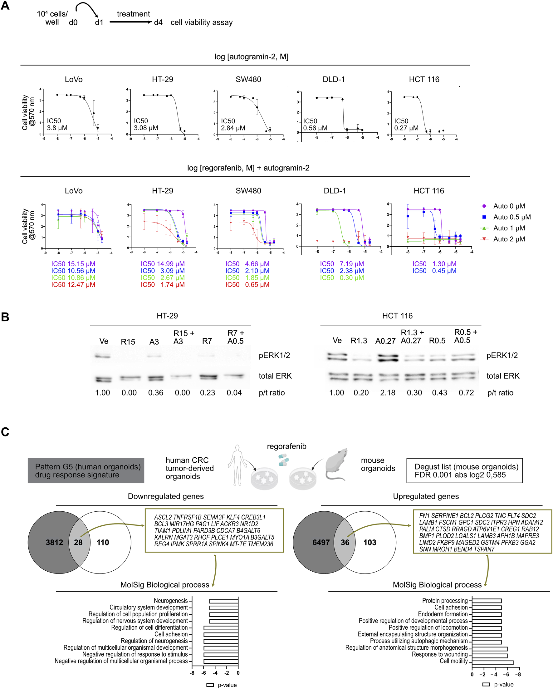 Panel A displays graphs showing cell viability assays for LoVo, HT-29, SW480, DLD-1, and HCT 116 cells treated with autogramin-2 and regorafenib plus autogramin-2, detailing IC50 values. Panel B presents Western blots showing pERK1/2 and total ERK levels in HT-29 and HCT 116 cells with various treatments and quantitative p/t ratios. Panel C illustrates Venn diagrams and bar graphs for gene expression changes in human and mouse organoids exposed to regorafenib, identifying downregulated and upregulated genes and associated biological processes.
