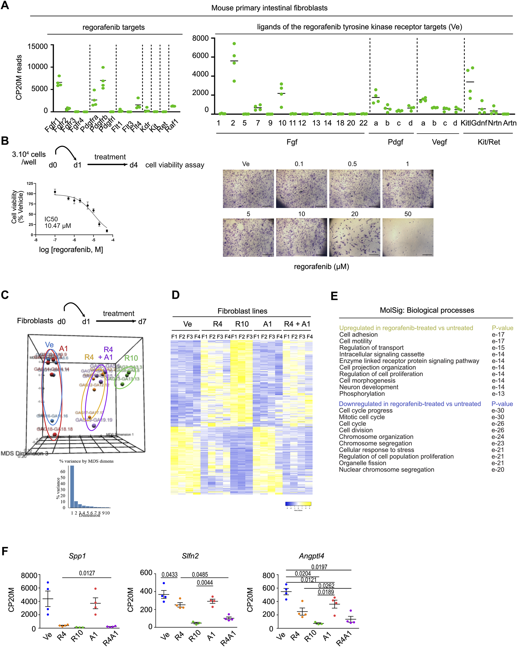 Graphs and charts display regorafenib impact on mouse primary intestinal fibroblasts. Panel A shows regorafenib targets and ligand activity. Panel B illustrates cell viability with regorafenib across different concentrations. Panel C presents a three-dimensional MDS plot of treated and untreated fibroblasts. Panel D is a heatmap of gene expression across fibroblast lines. Panel E lists biological processes affected by regorafenib with p-values. Panel F shows scatter plots of gene expression levels for Spp1, Slfn2, and Angptl4 in various treatment groups.