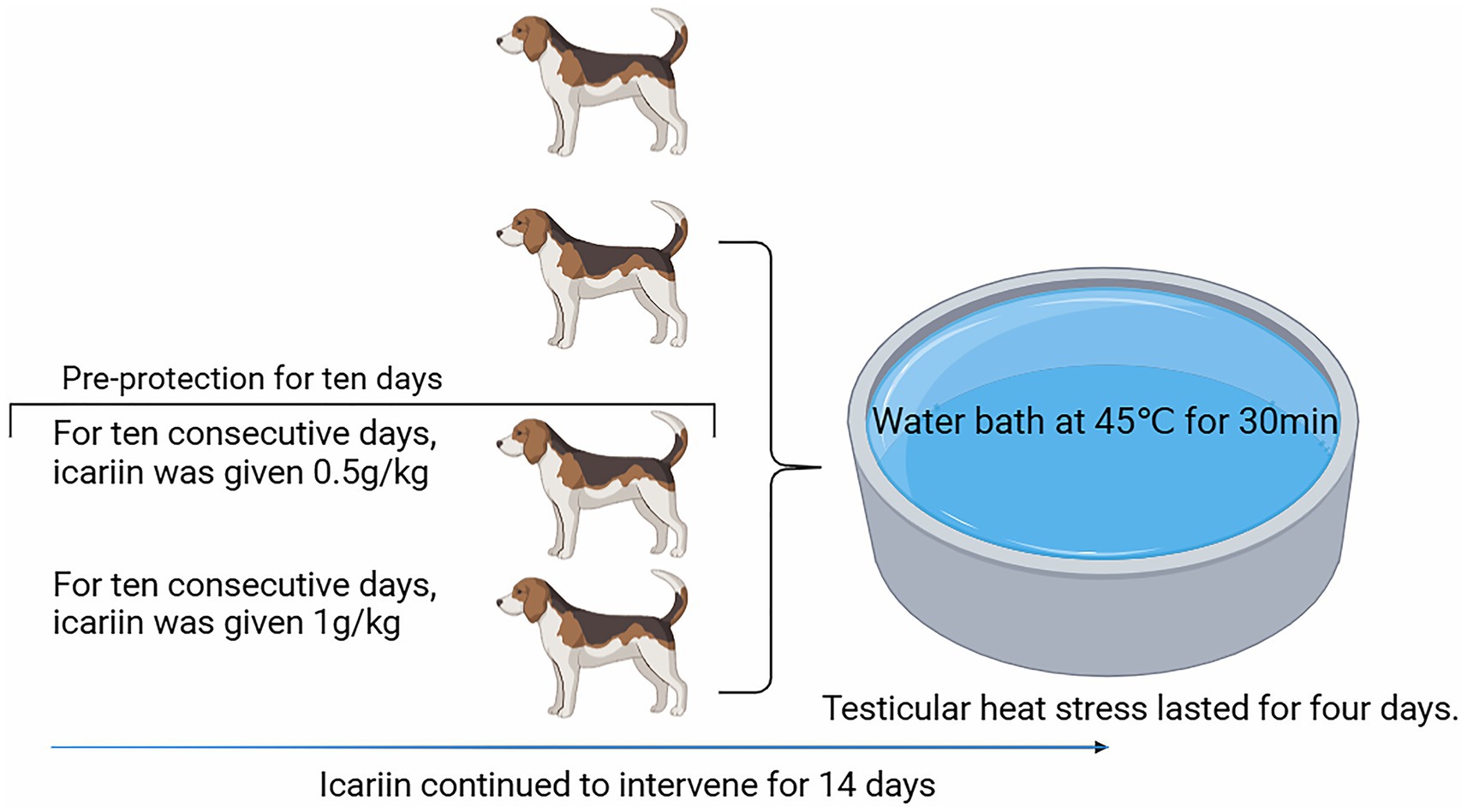 Diagram showing three dogs undergoing different treatments over a period of time. First, icariin is given at doses of 0.5g/kg and 1g/kg for ten consecutive days as pre-protection. The testicular heat stress, involving a water bath at forty-five degrees Celsius for thirty minutes, is applied. Icariin intervention continues for fourteen days.