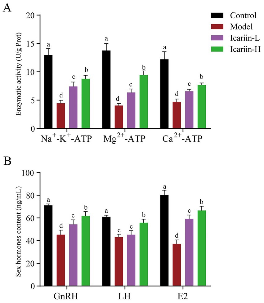 Bar charts labeled A and B. A: Enzymatic activity (U/g Prot) for Na+-K+-ATP, Mg2+-ATP, and Ca2+-ATP. Control (black) shows highest activity, followed by Icariin-H (green), Icariin-L (purple), and Model (red).B: Sex hormones content (ng/mL) for GnRH, LH, and E2. Control generally shows highest levels, followed by Icariin-H, Icariin-L, and Model. Error bars indicate variability.