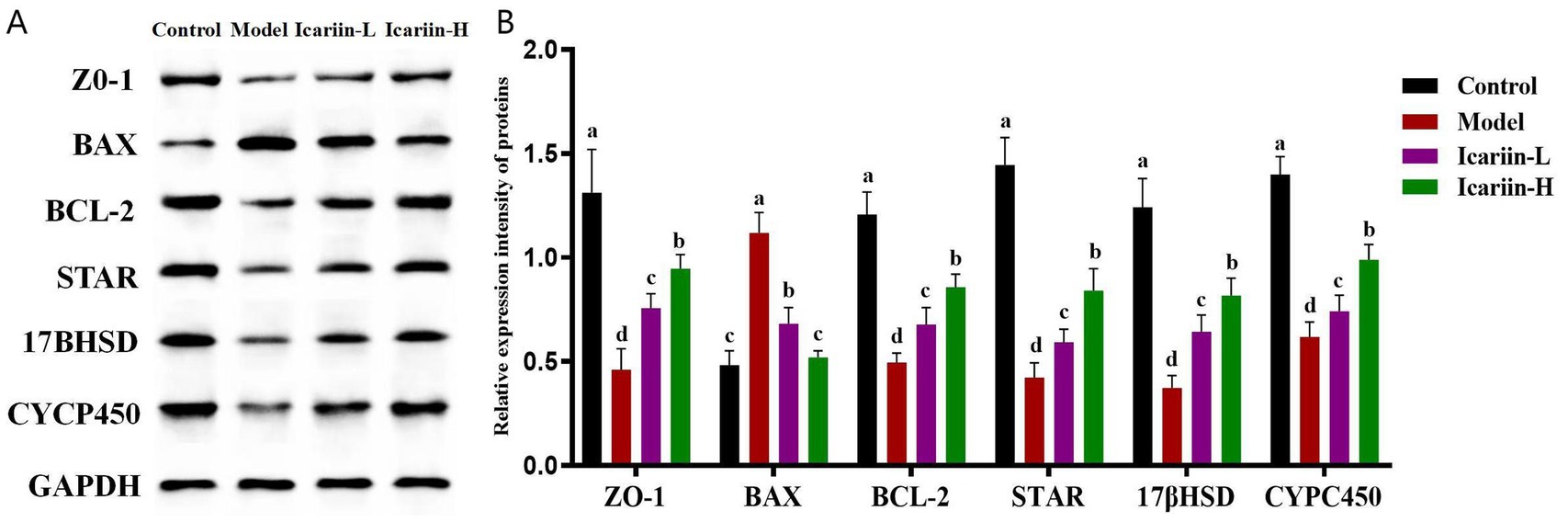 Western blot and bar graph show the expression levels of proteins ZO-1, BAX, BCL-2, STAR, 17BHSD, CYCP450, and GAPDH across four groups: Control, Model, Icariin-L, and Icariin-H. The graph indicates relative protein expression with Icariin-H generally showing higher expression compared to other groups. Different letters indicate significant differences among groups.