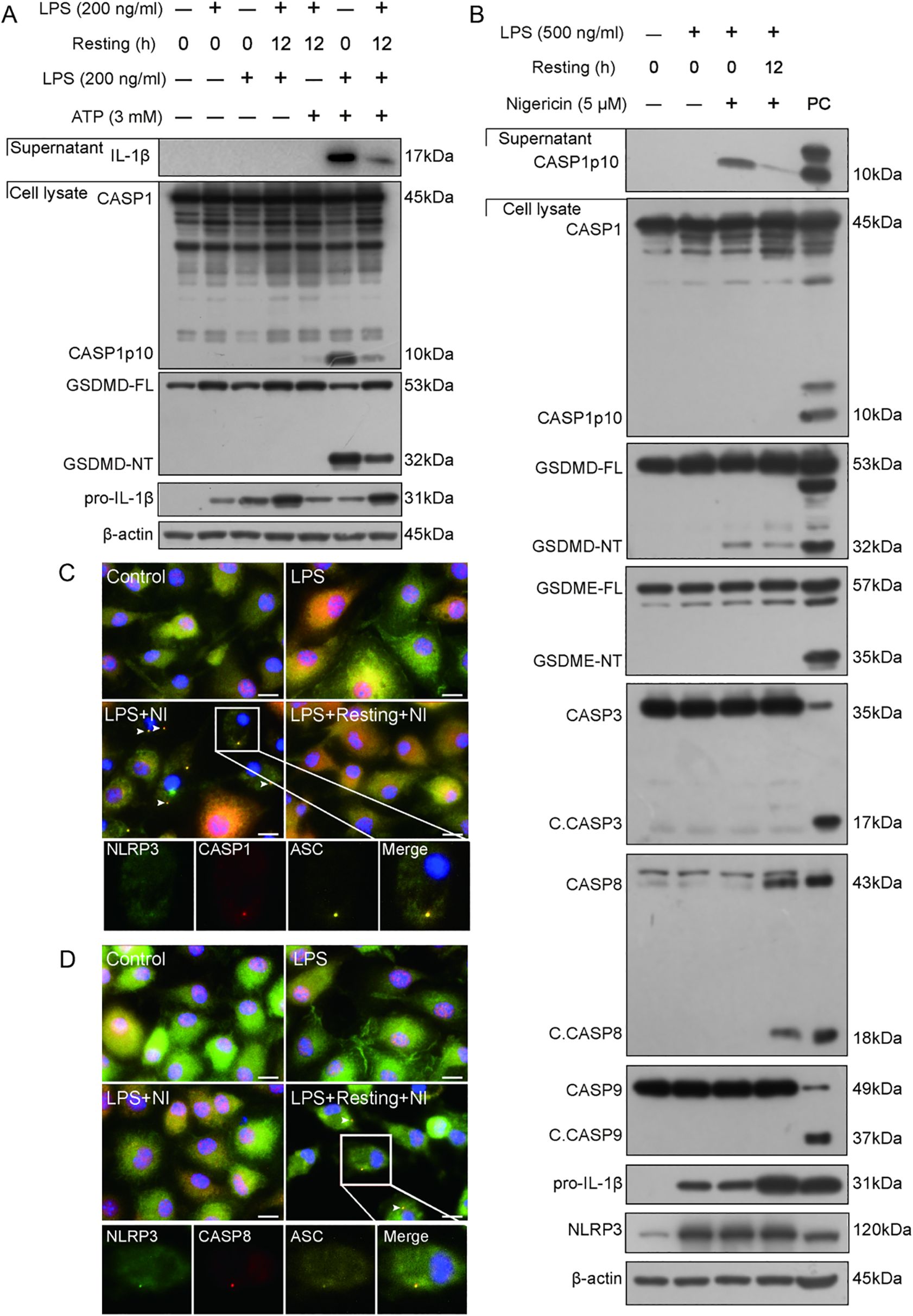 Composite image showing Western blot analyses and fluorescent microscopy. Panels A and B display protein expression under different conditions involving LPS, ATP, and nigericin. Bands indicate levels of IL-1β, CASP1, GSDMD, GSDME, and other proteins. Panels C and D present fluorescent images of cells treated with LPS and nigericin, highlighting proteins NLRP3, CASP1, CASP8, and ASC in various experimental conditions, with control and merged images included.