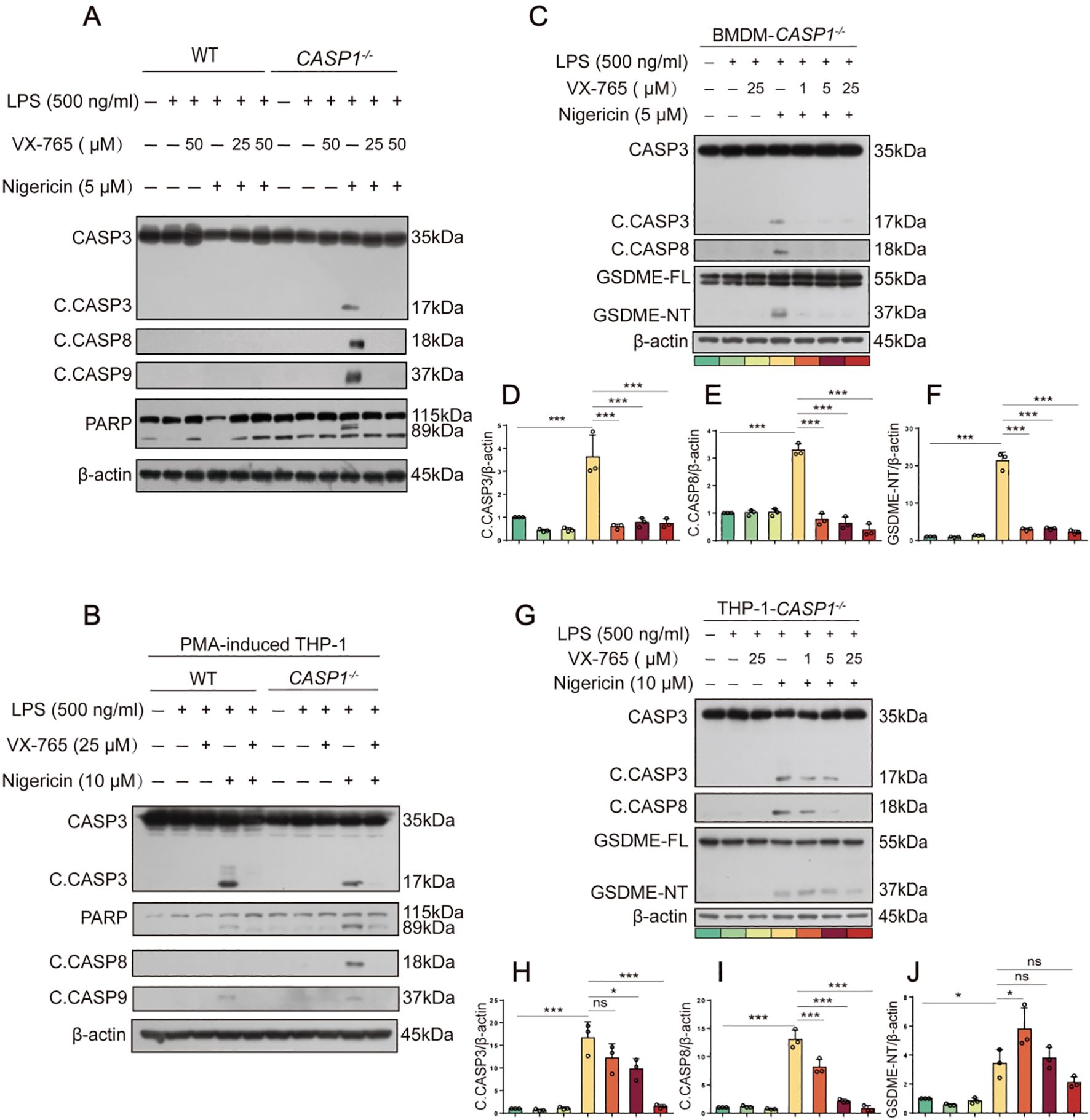 Western blot and bar graphs show the effect of varying concentrations of VX-765 and nigericin on CASP3, CASP8, CASP9, PARP, and GSDME in different cell lines. Panels A, B, C, G depict protein bands, while panels D, E, F, H, I, J display quantified data, indicating changes in protein activation or cleavage with statistical significance denoted by asterisks. The β-actin serves as a loading control.