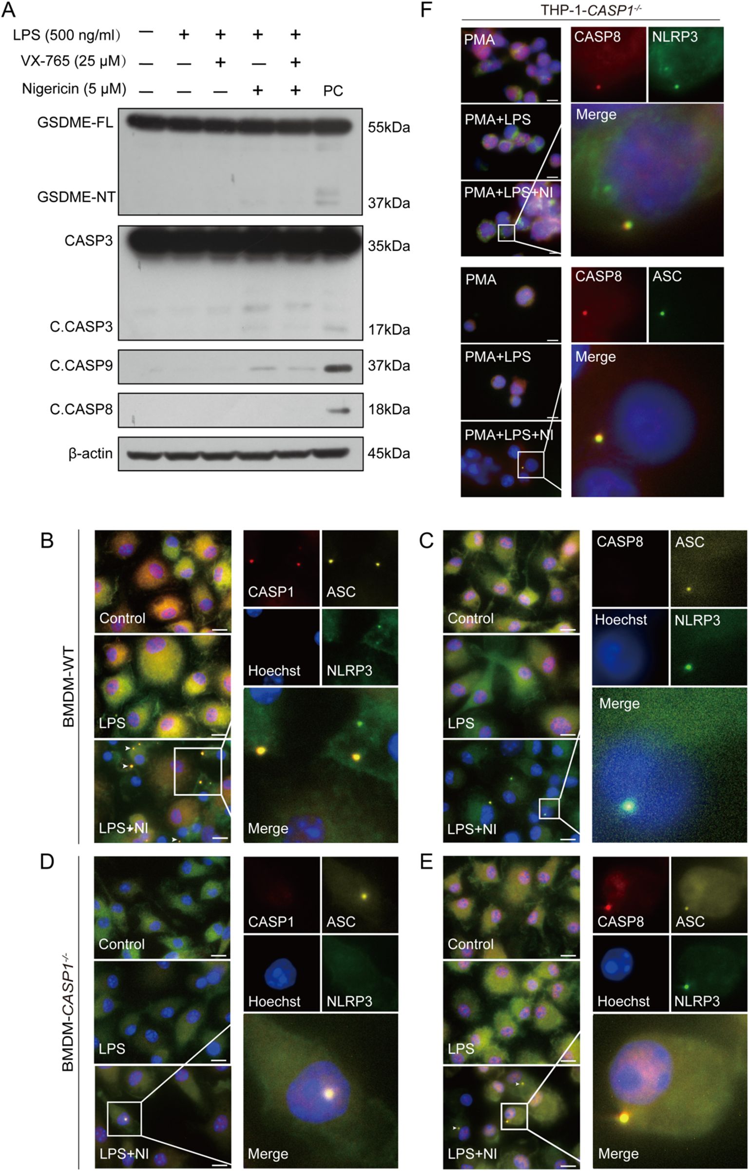 Western blot and microscopy images illustrate experimental results related to protein expression and cellular localization. Panel A shows Western blots displaying levels of GSDME, CASP3, C.CASP3, C.CASP9, and C.CASP8 across different conditions, with β-actin as a control. Panels B to E depict microscopy images of cells under various treatments, showing localization of proteins like CASP1, CASP8, ASC, and NLRP3, with Hoechst staining for nuclei. Panel F presents similar microscopy results for THP-1-CASP1-/- cells, highlighting protein interactions and cellular responses under specified treatment conditions.